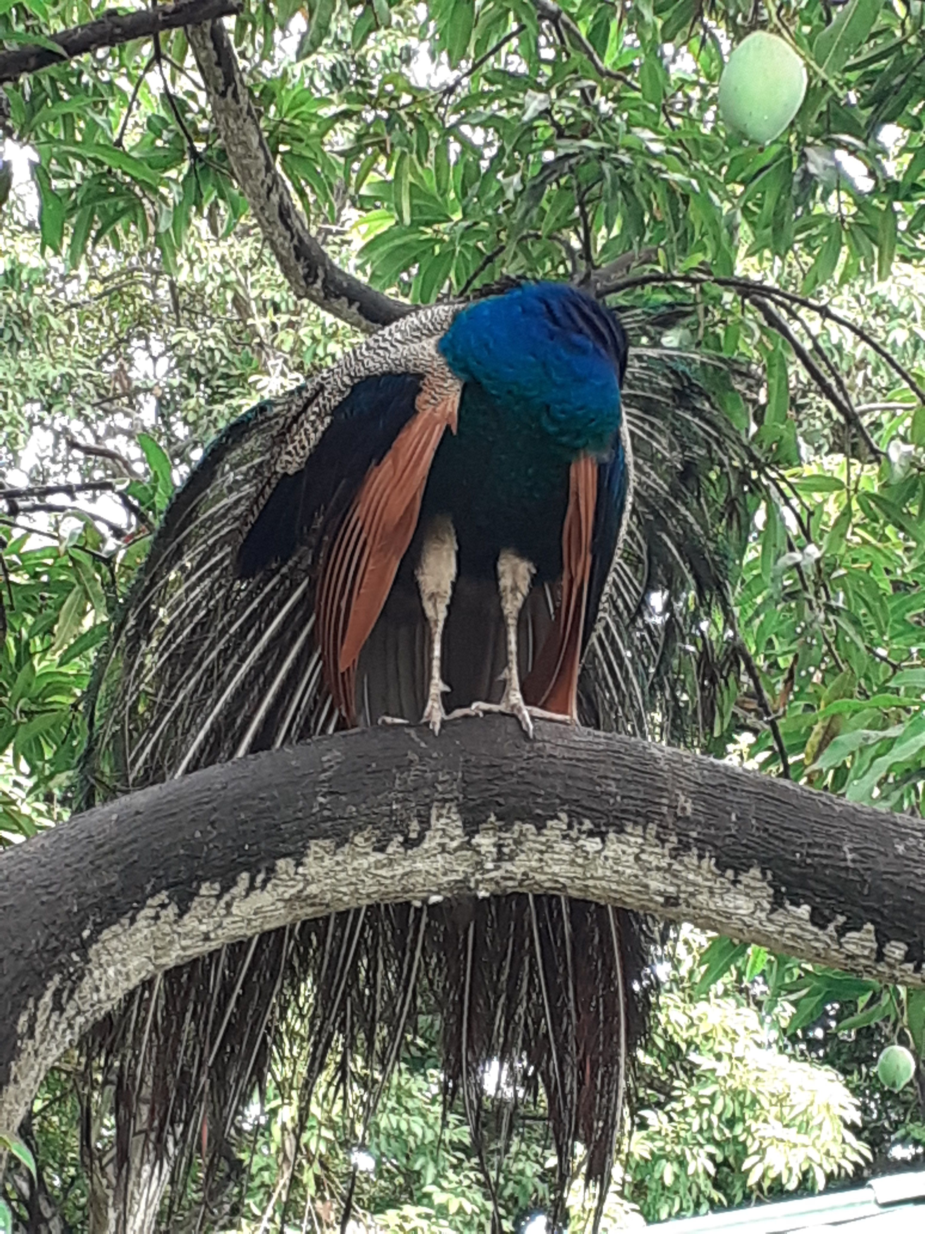Photo of a peacock with its head hidden