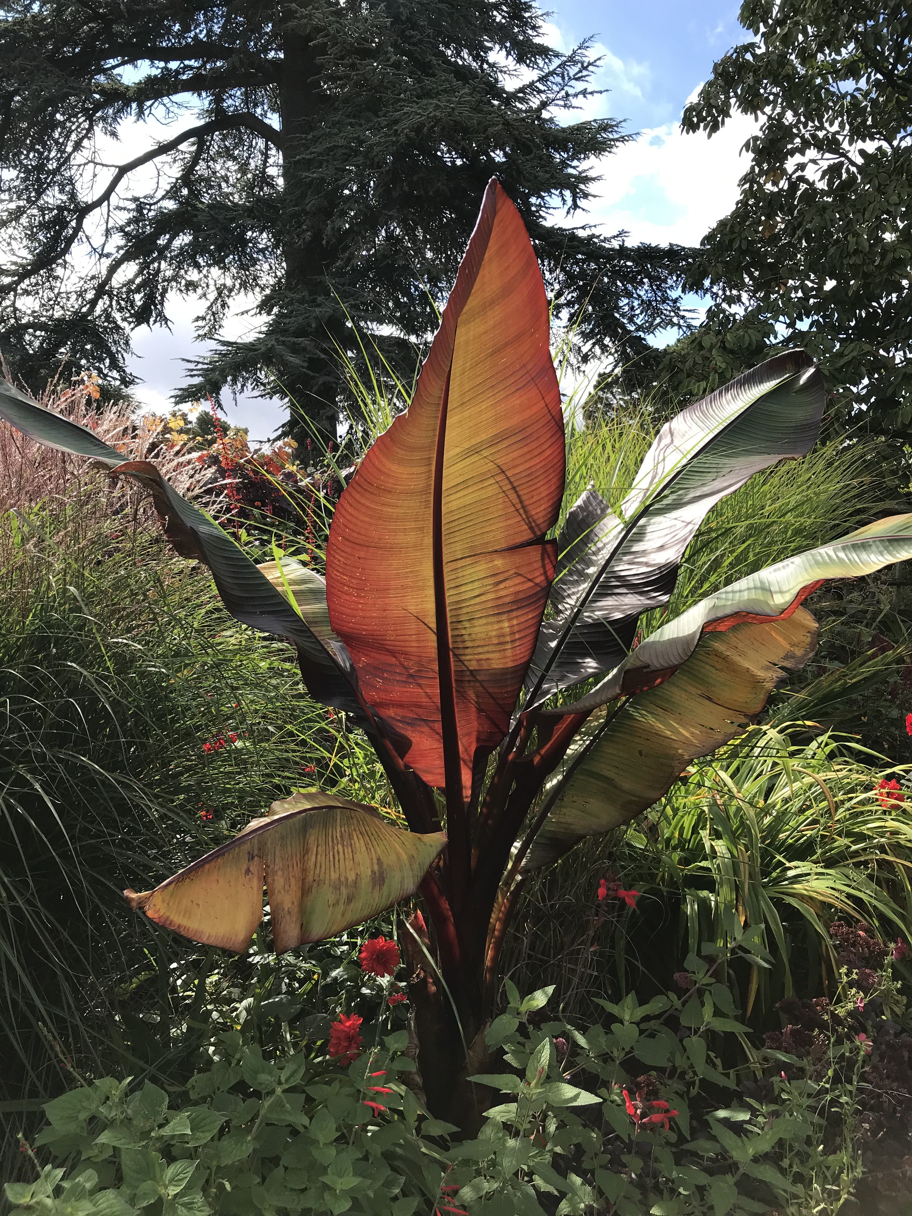 Photograph of a banana plant at Hidcote Gardens