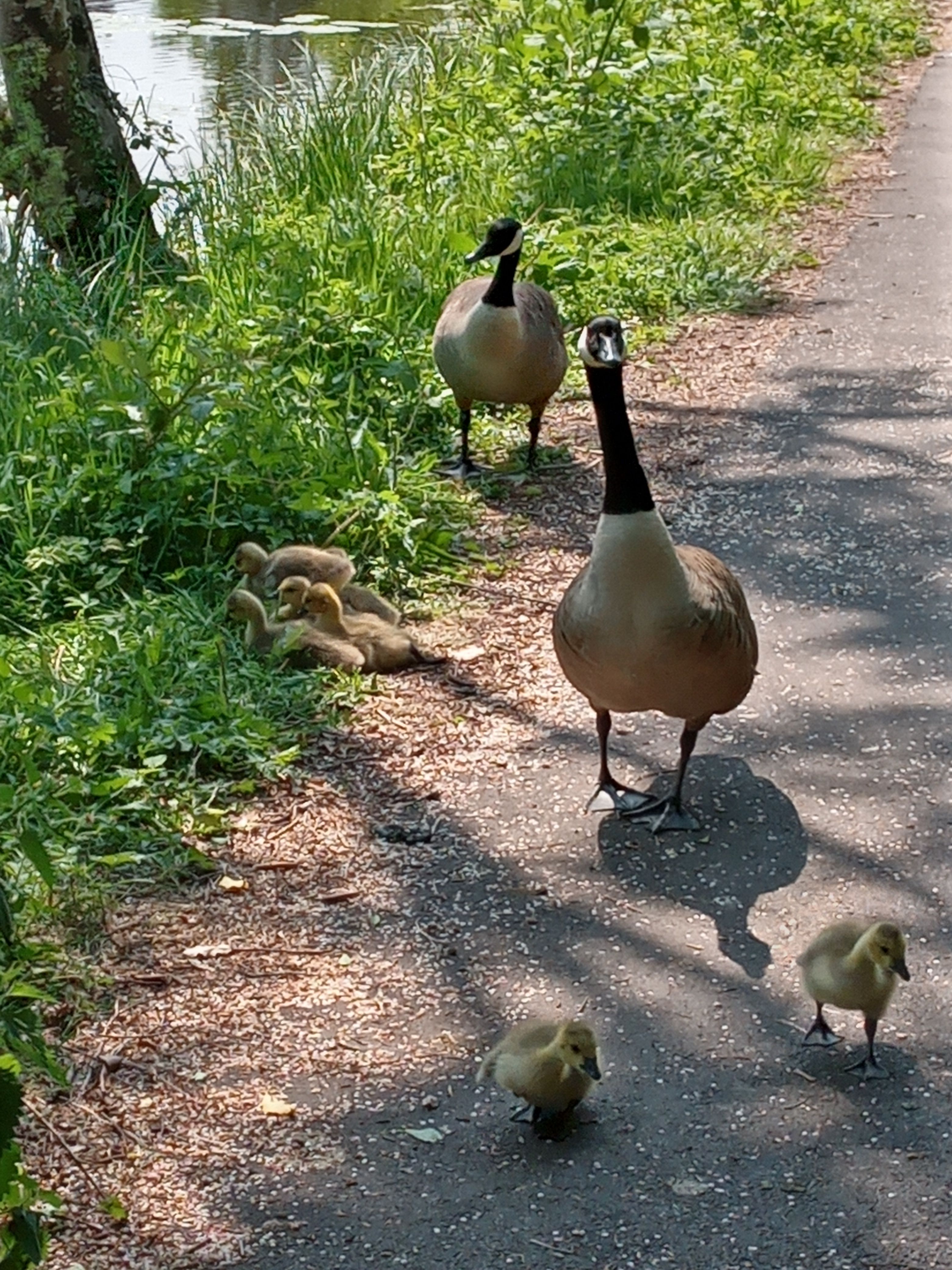 Photo of a family of geese