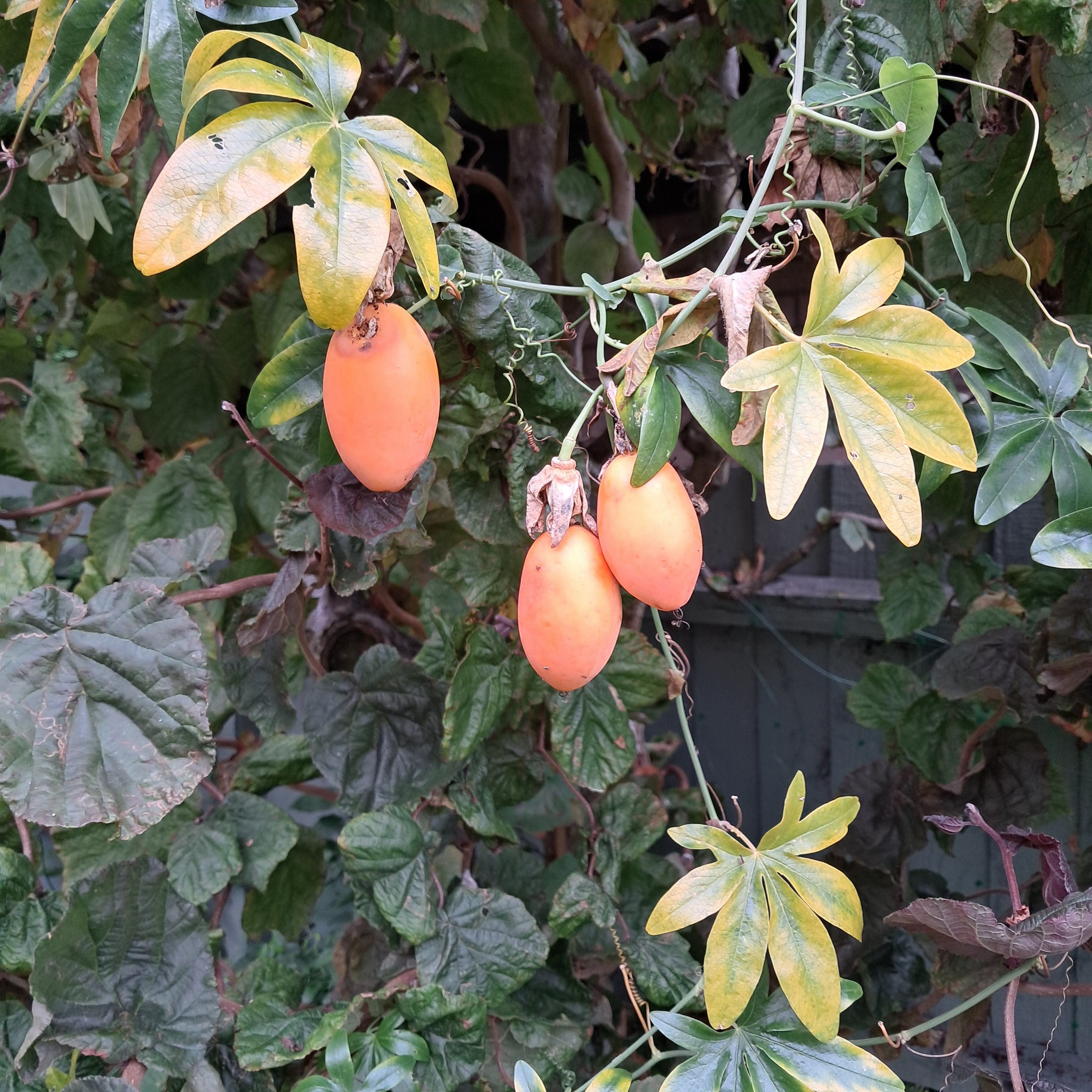 Photo of passionflower fruit