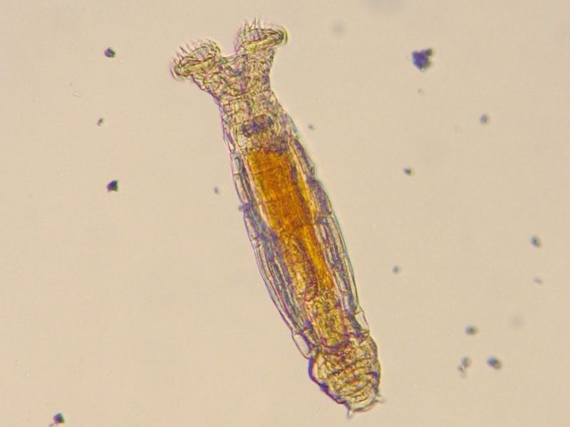 a rotifer through a microscope
