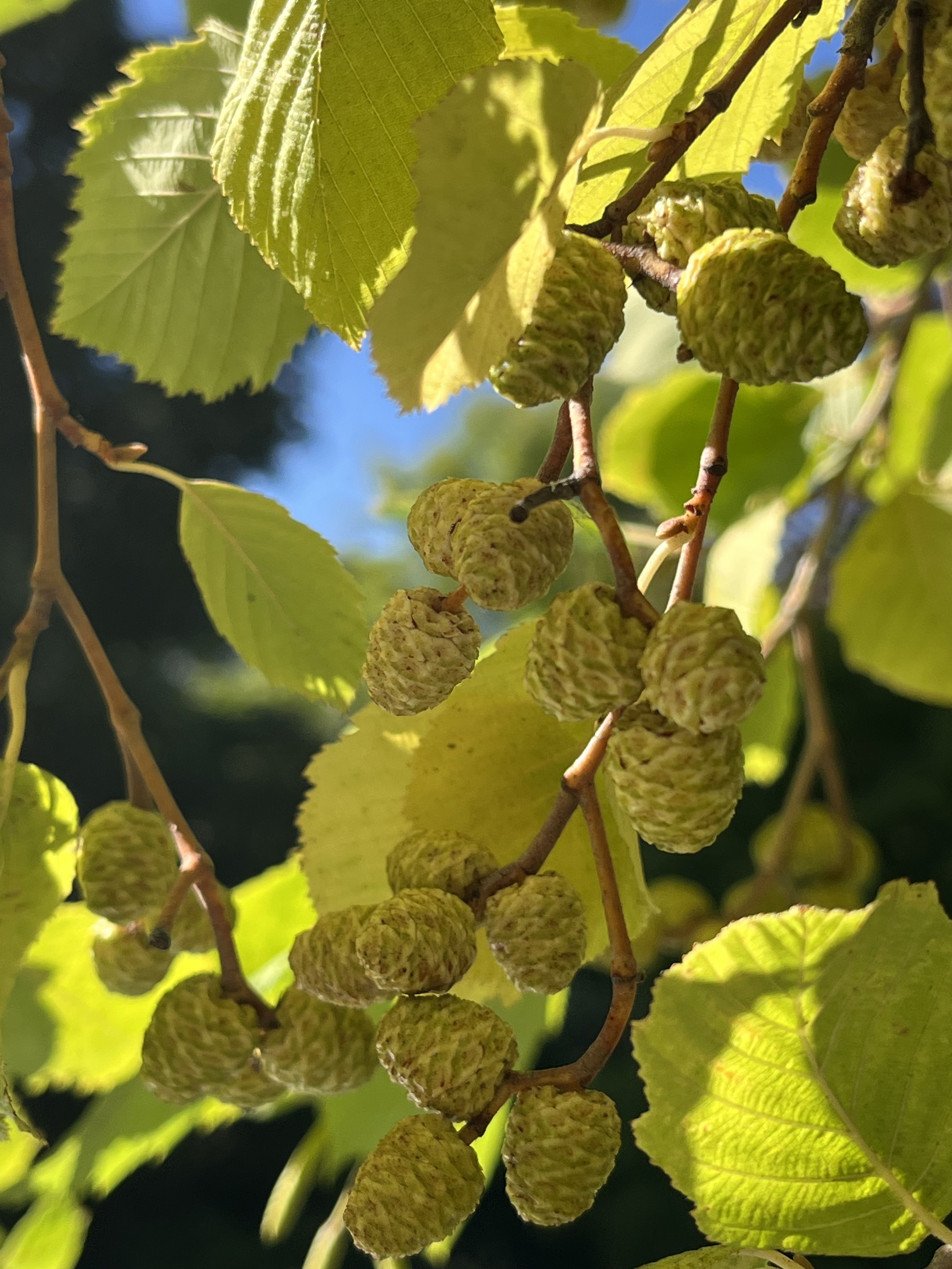 Photo of elder leaves and cones