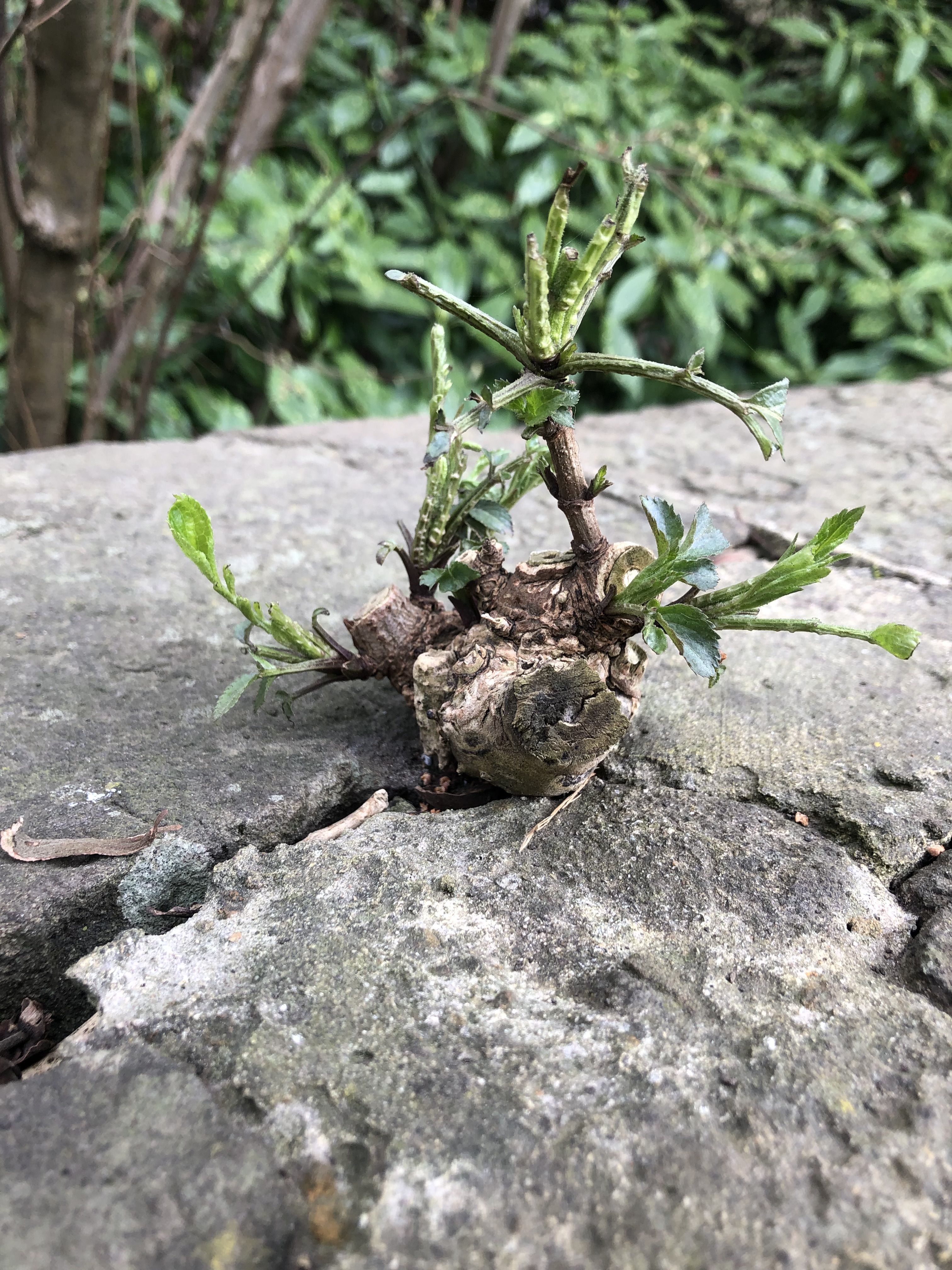Photo of a plant surviving in a crack in a wall