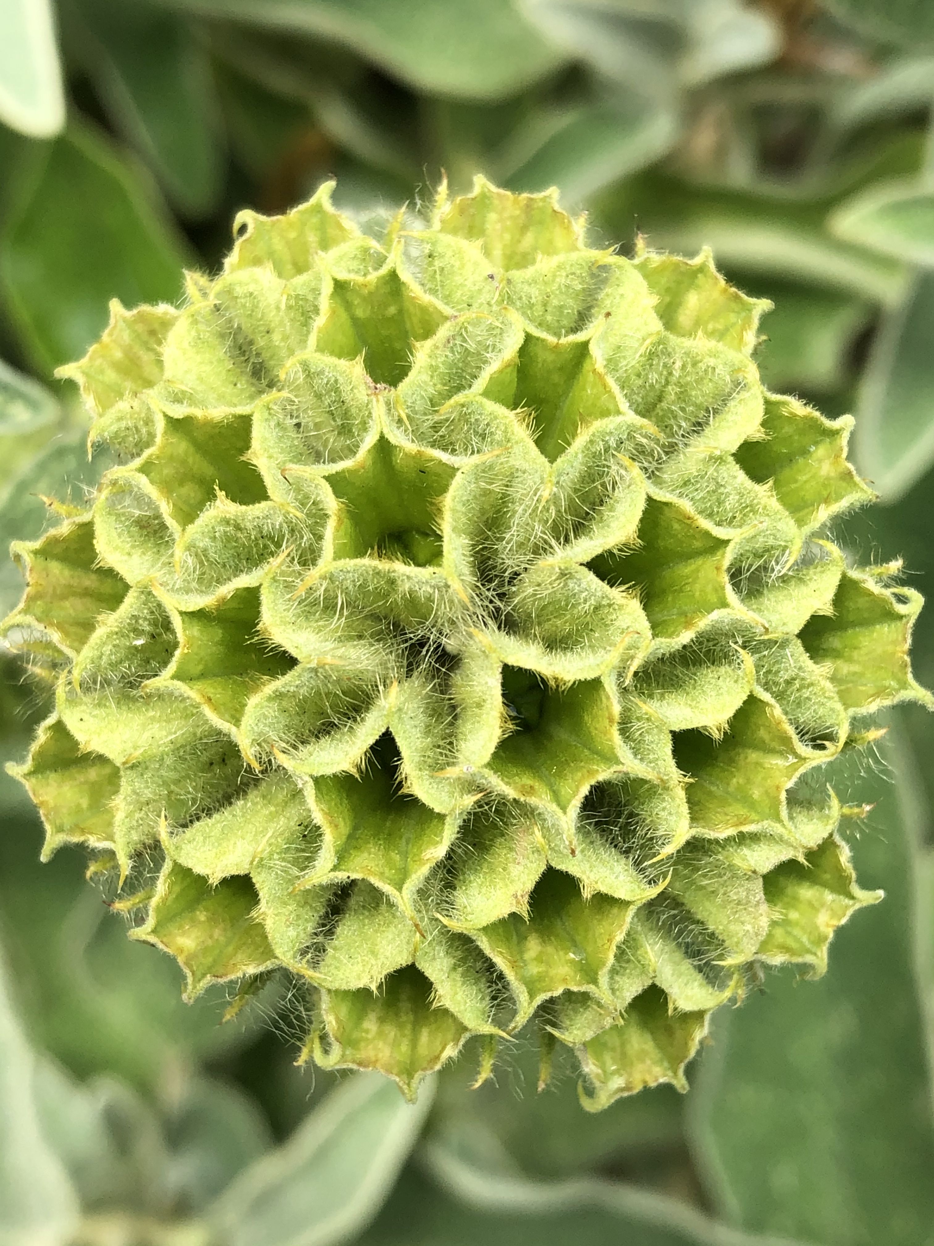 Close up photo of a flower seed head
