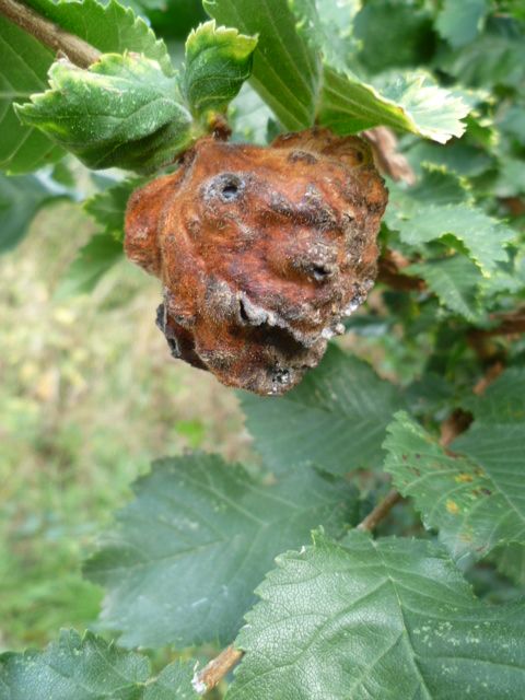 Close up photo of an insect gall