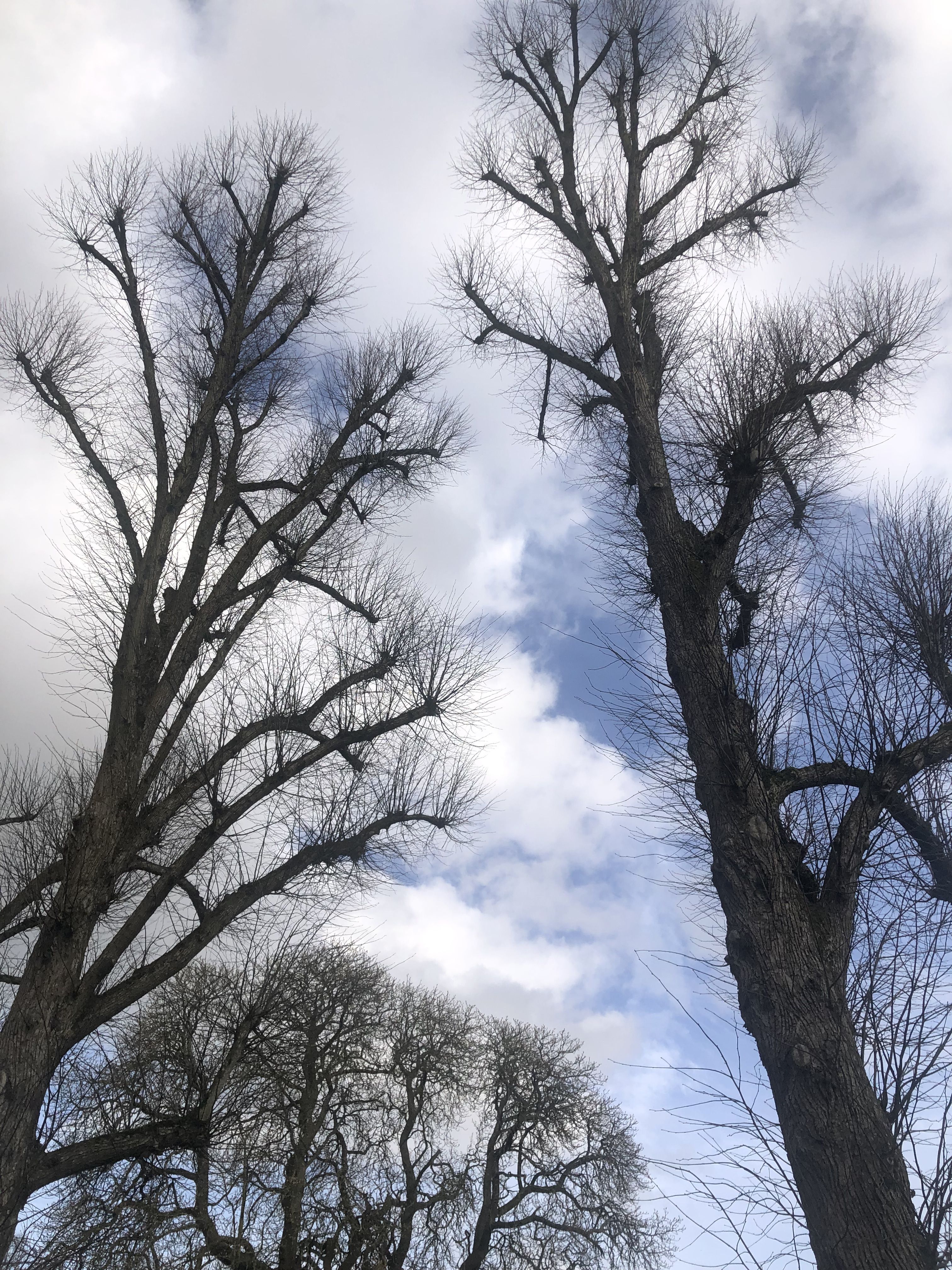 Photo of leafless trees