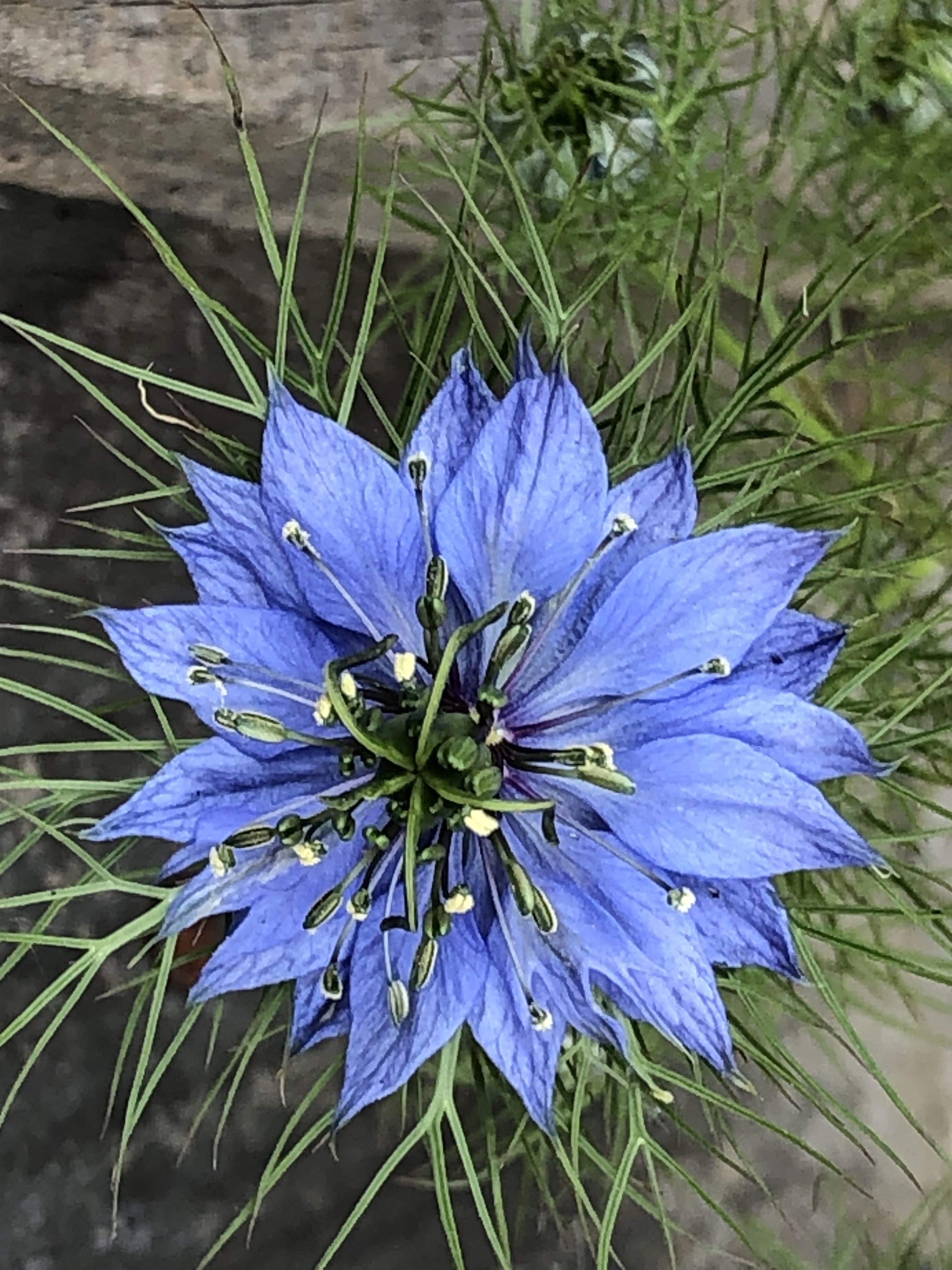 Photo of nigella