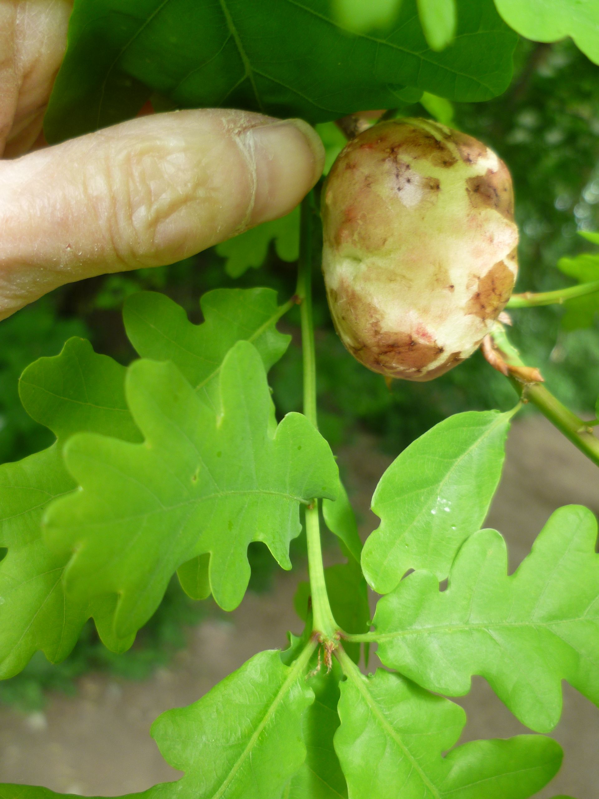 Photo of an oak apple and leaves