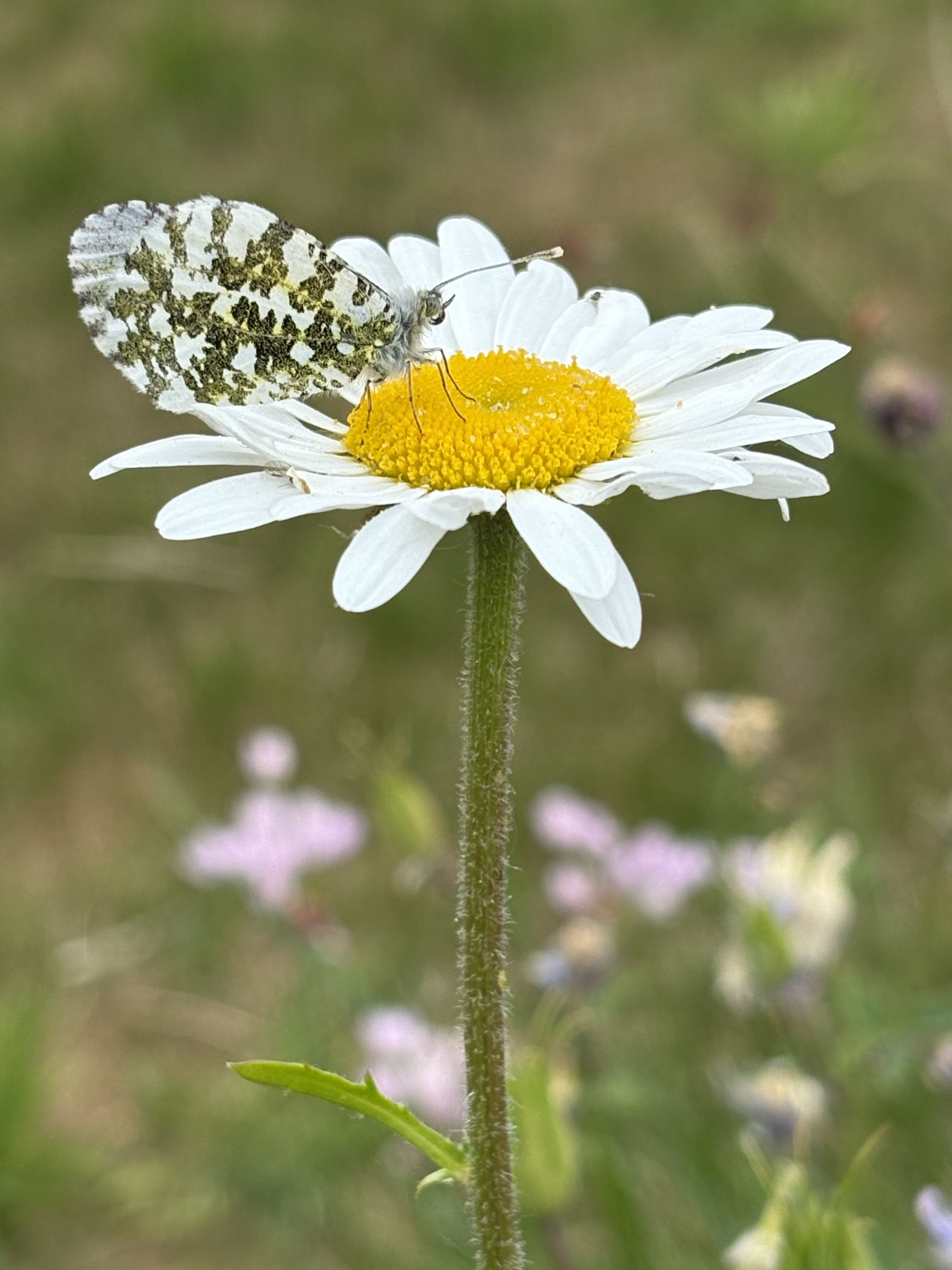 Photo of a butterfly on a daisy