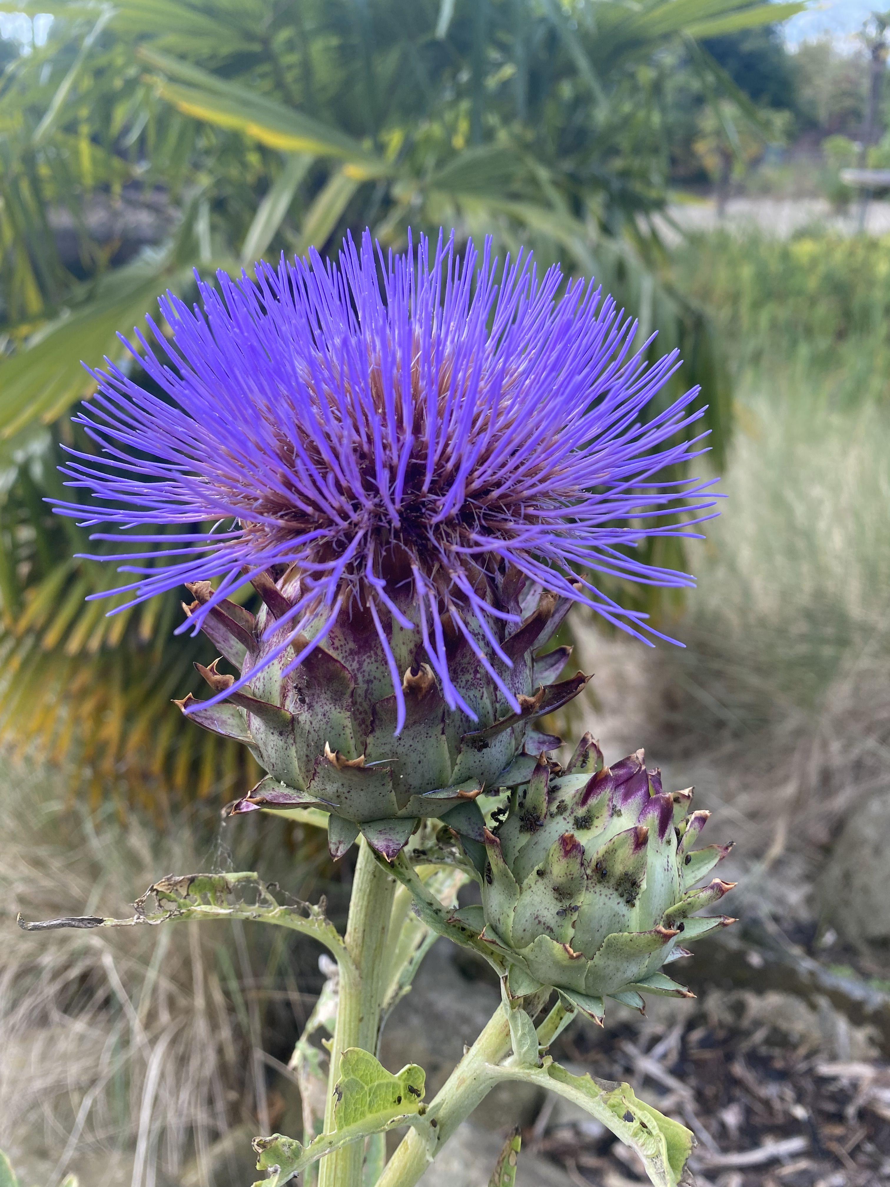 Photo of a cardoon flower