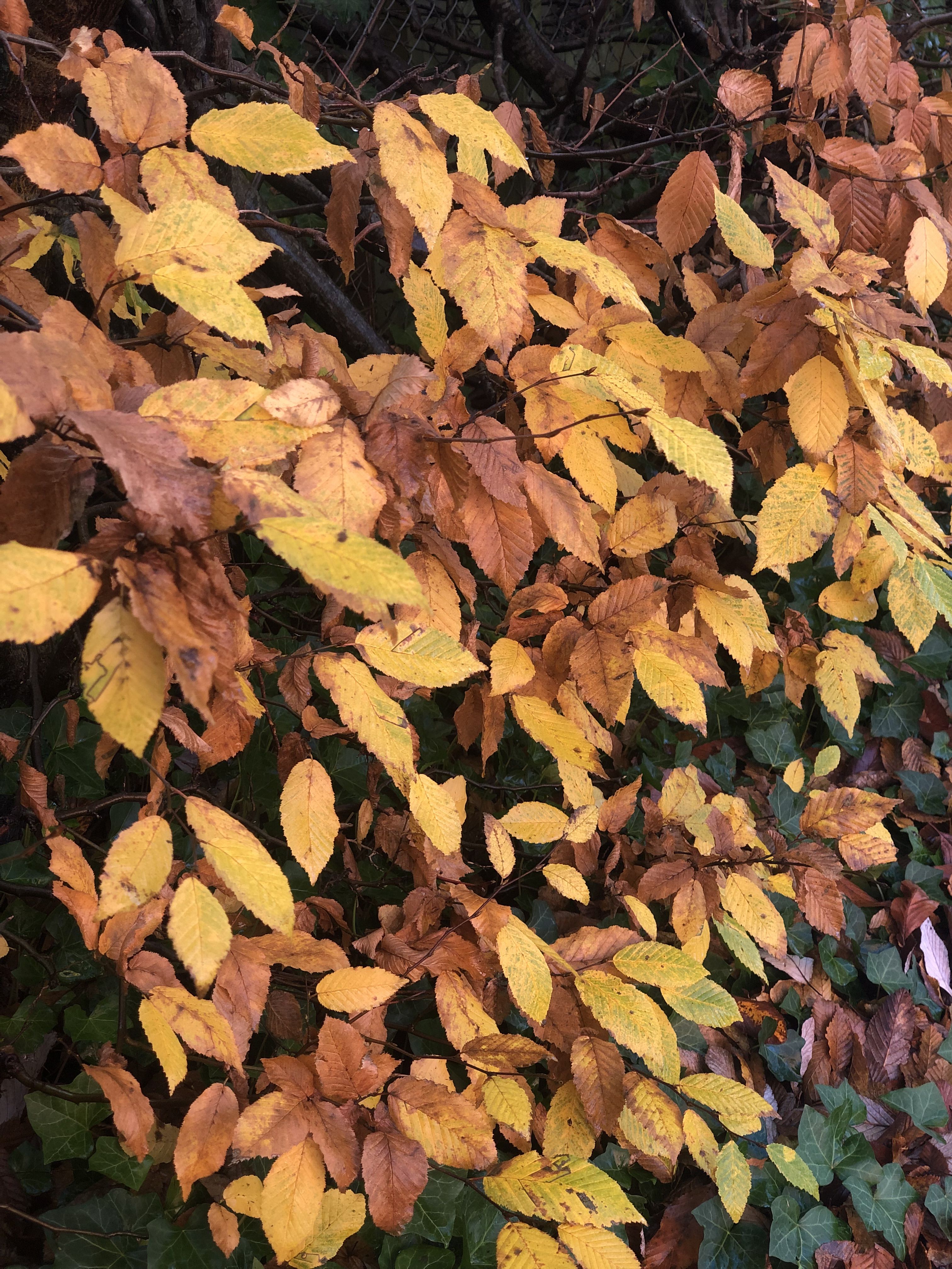 Photo of autumn trees