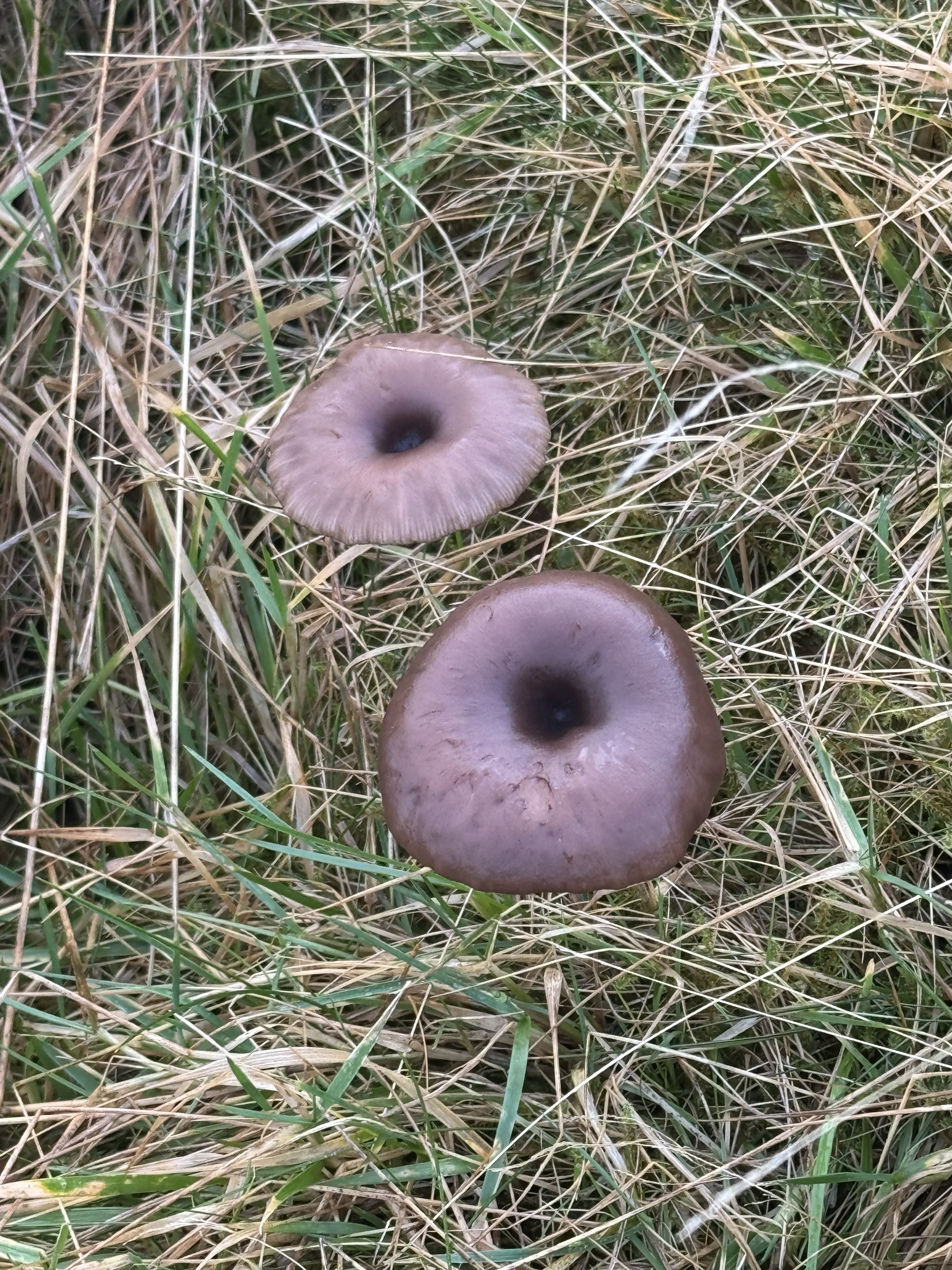 Photograph of strange fungi in grass