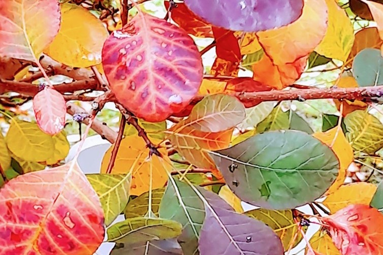 Autumn Laeaves