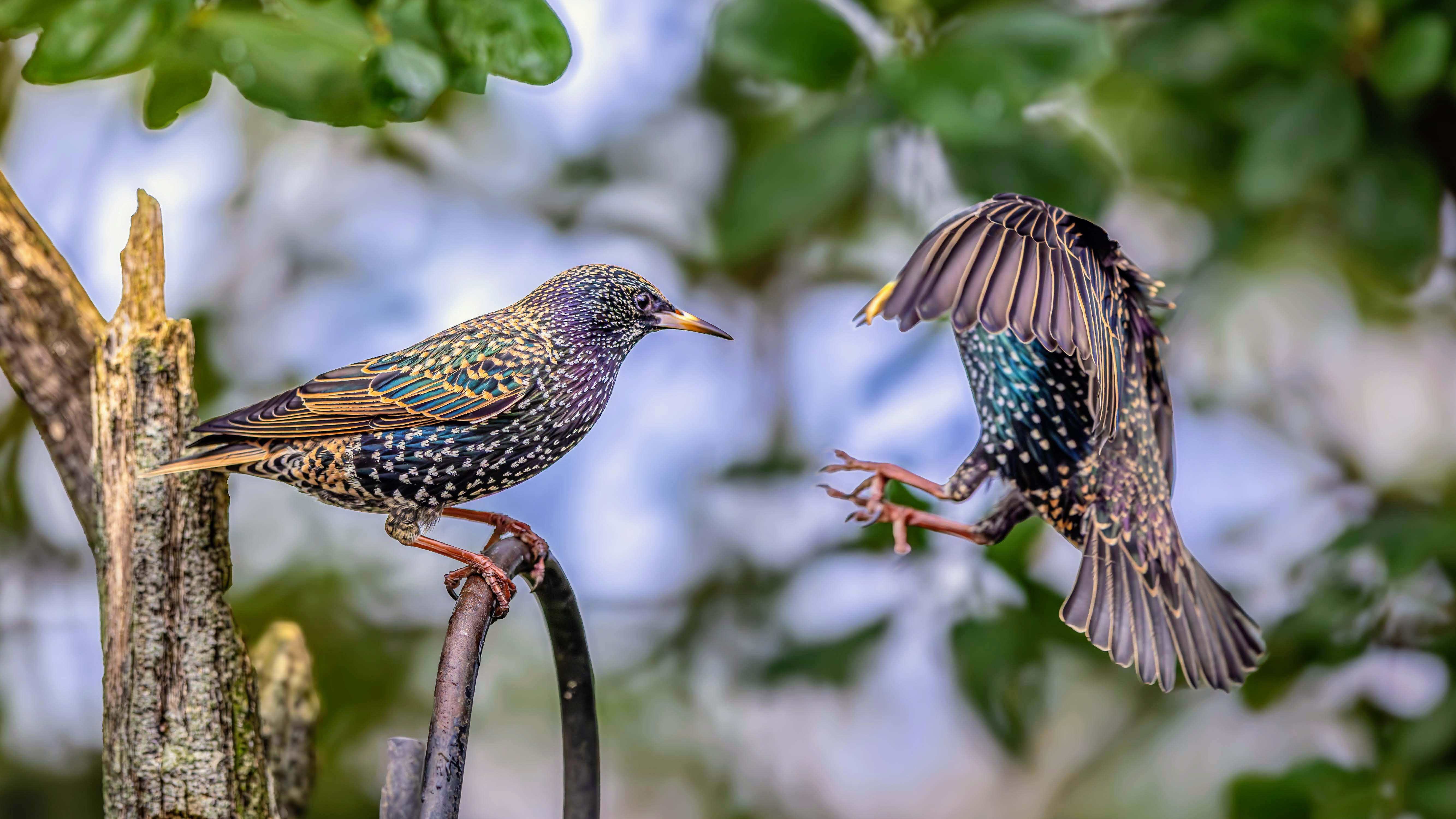 Photo of two starlings