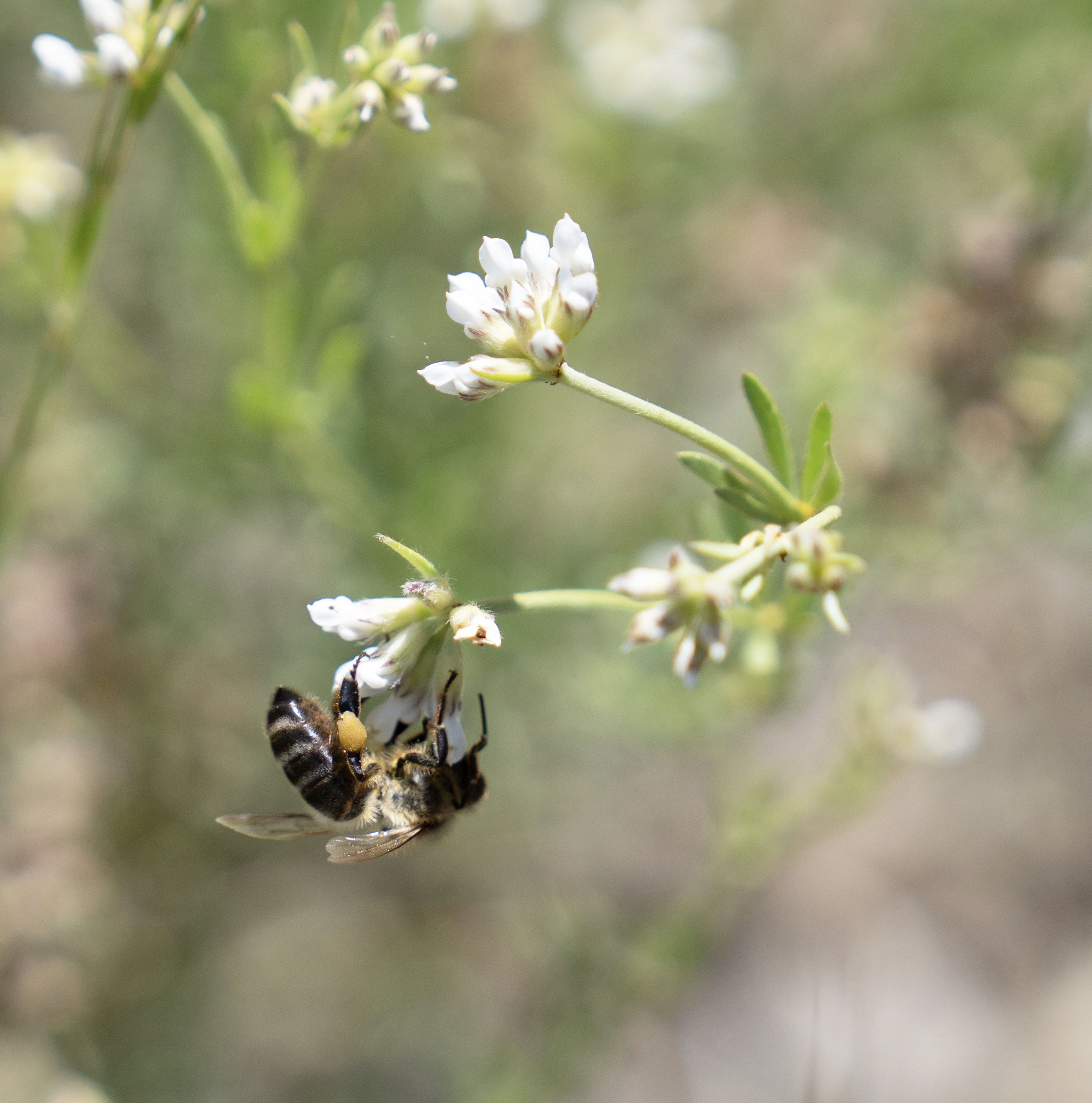 Photo of a honey bee hanging from a flower