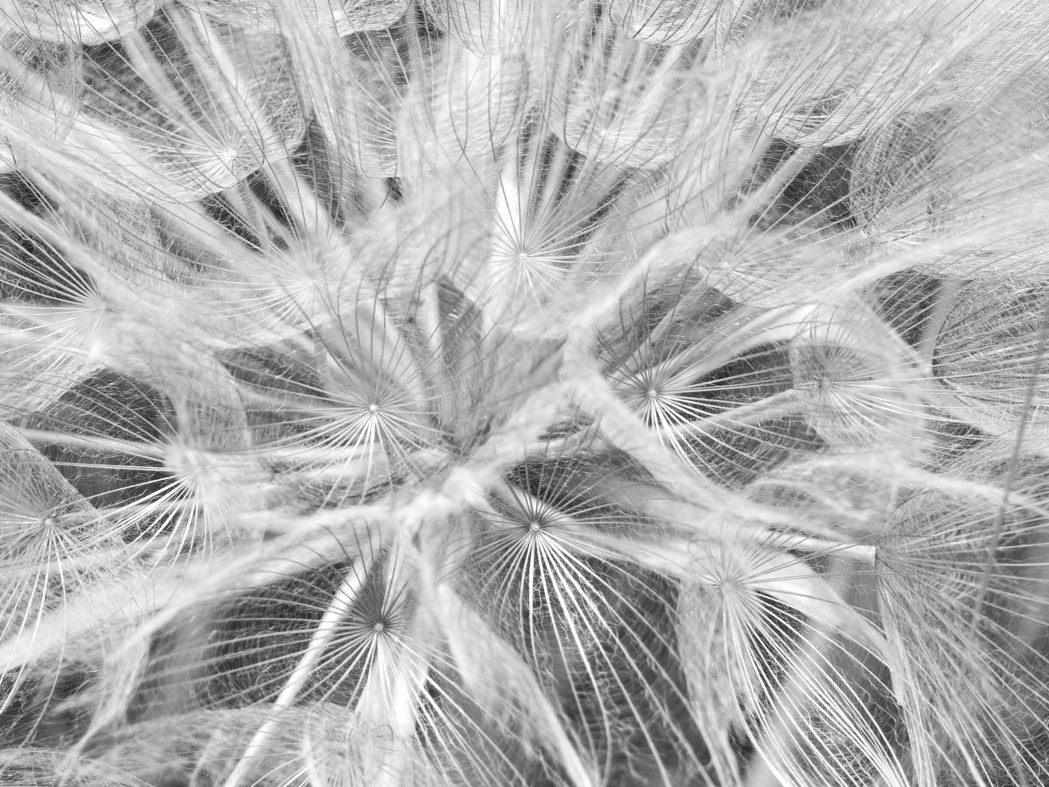 Close up photo of a flower seed head