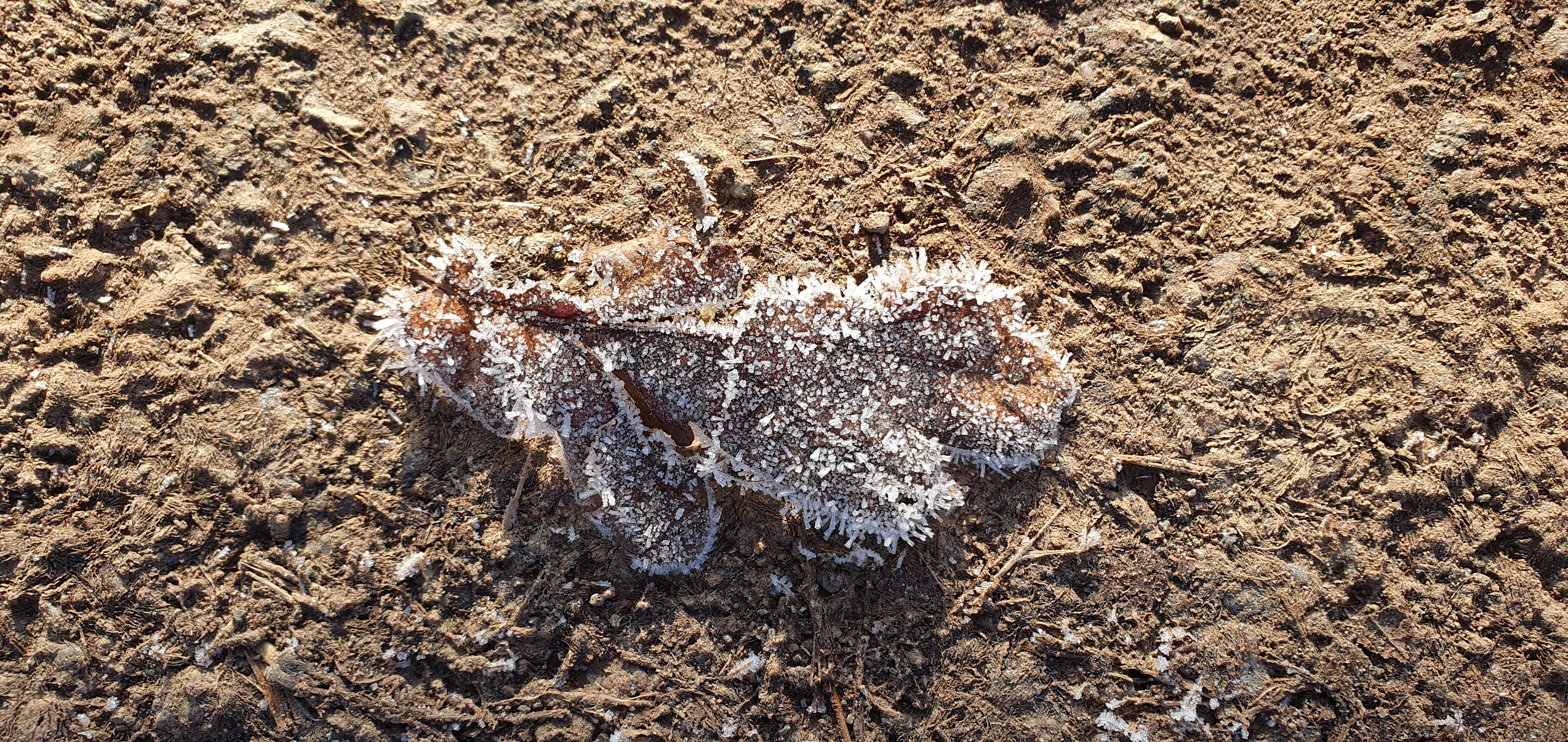 Photo of a frosty Oak Leaf