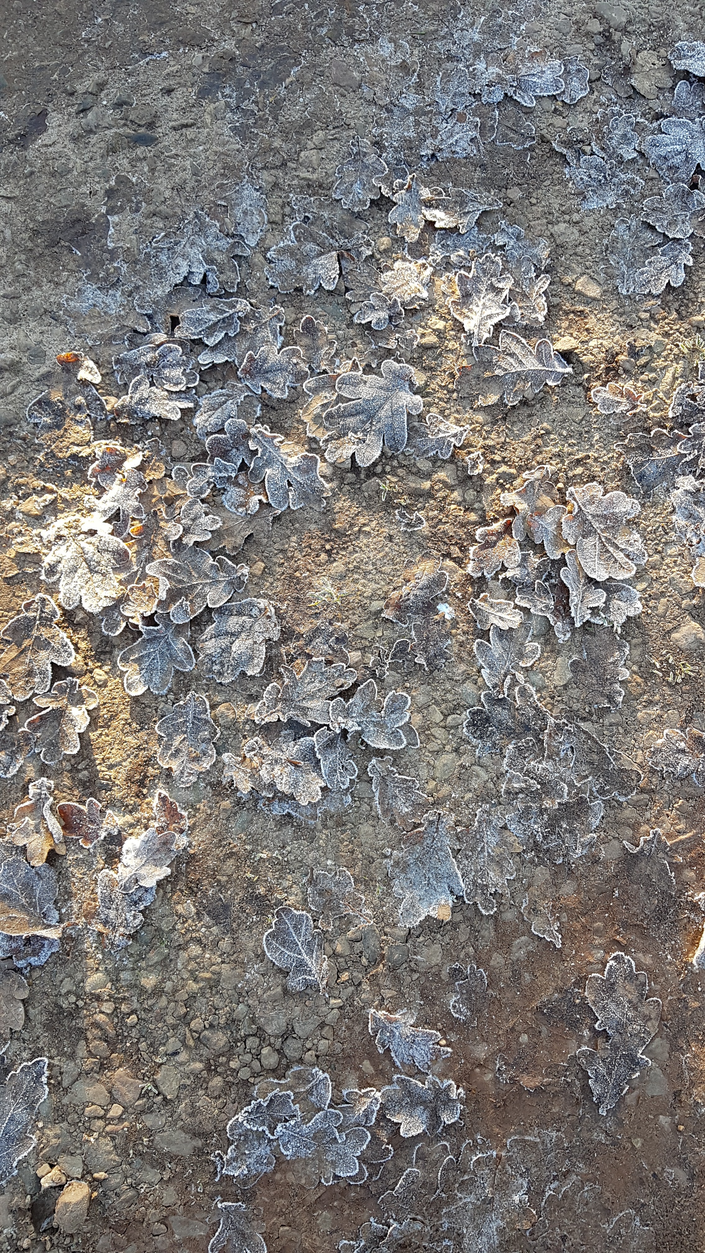 Photo of frosty leaves