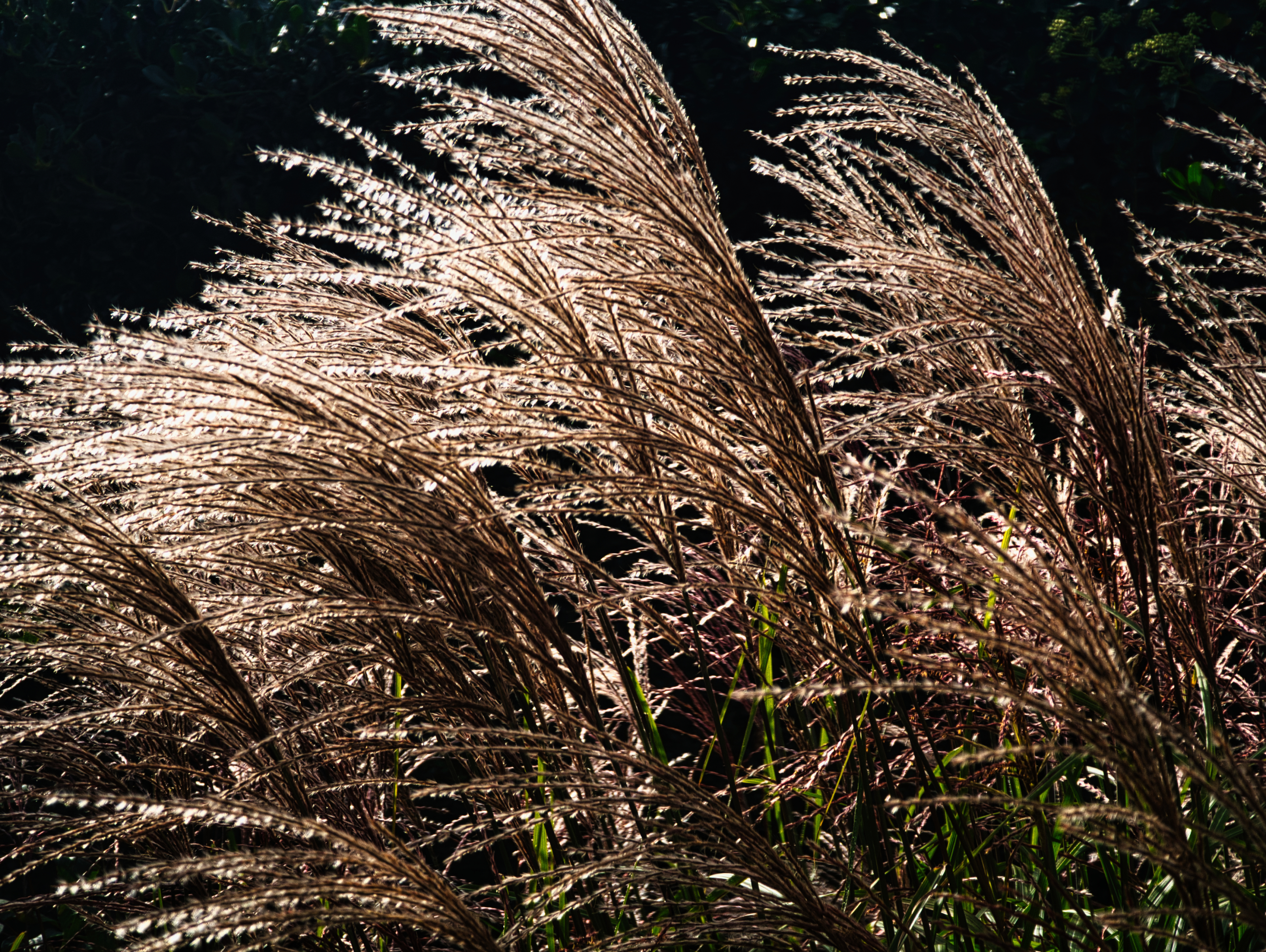 Photo of a backlit grass flowerheads