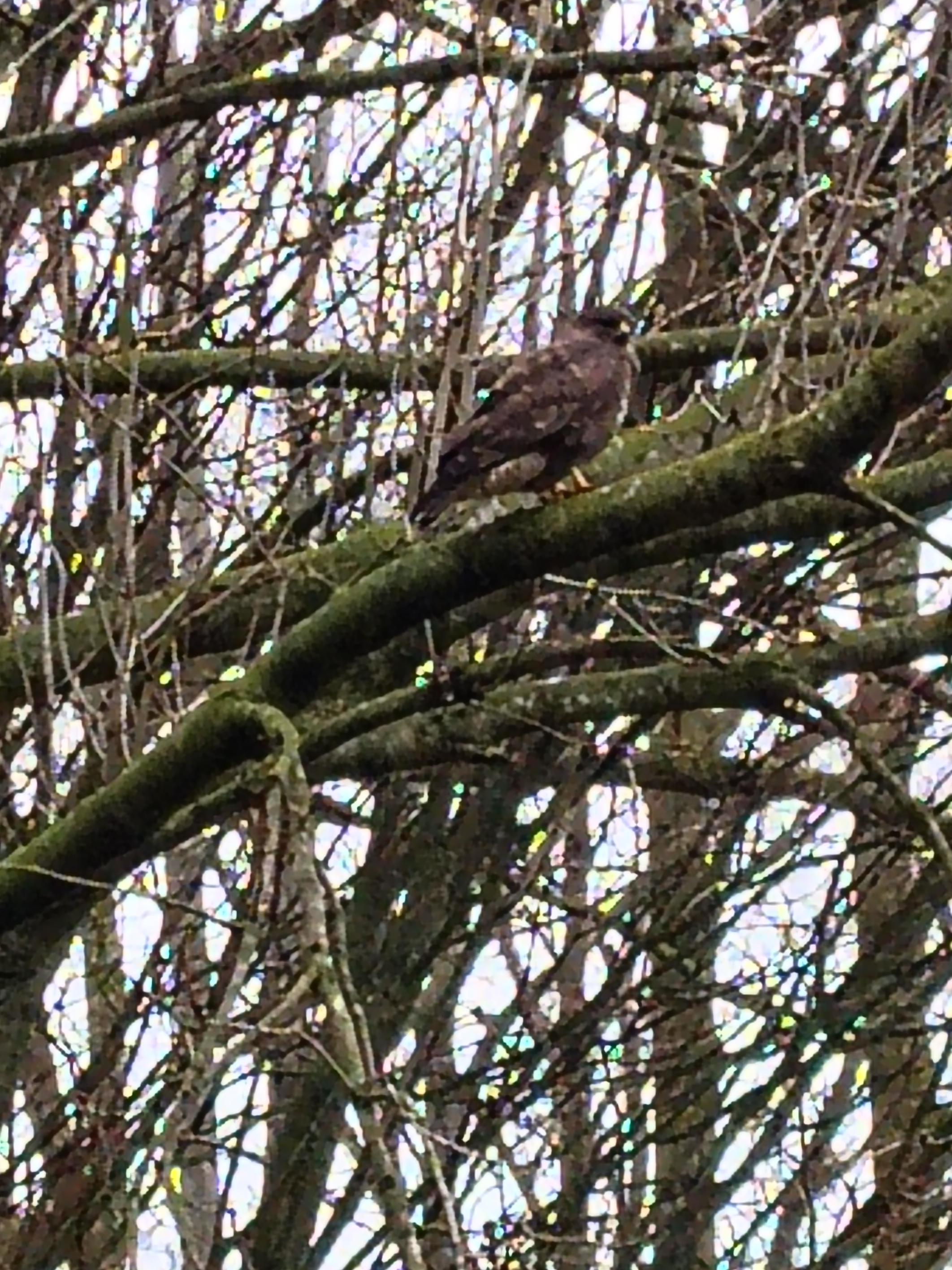 Photo of a buzzard in a winter tree.