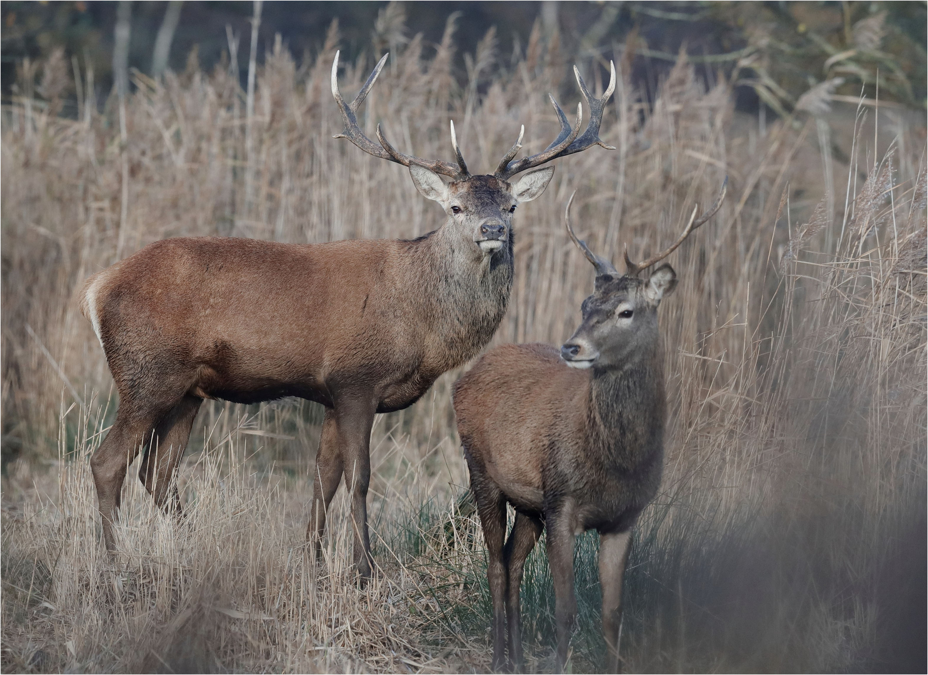 Photo of two deer standing in grass