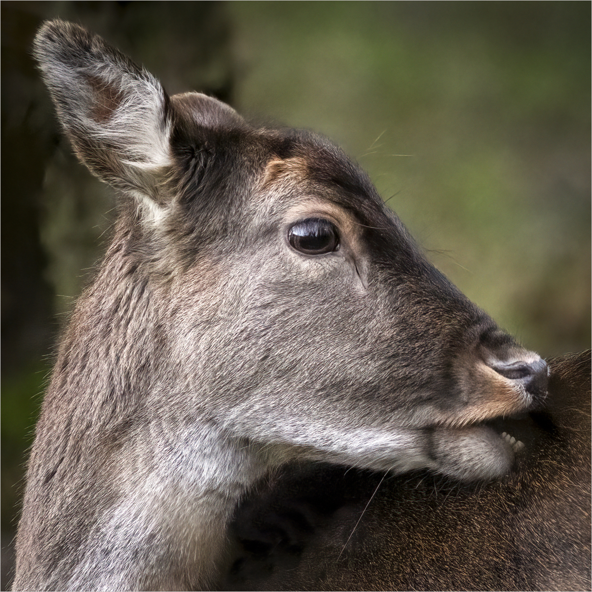 Close up photo of a deer