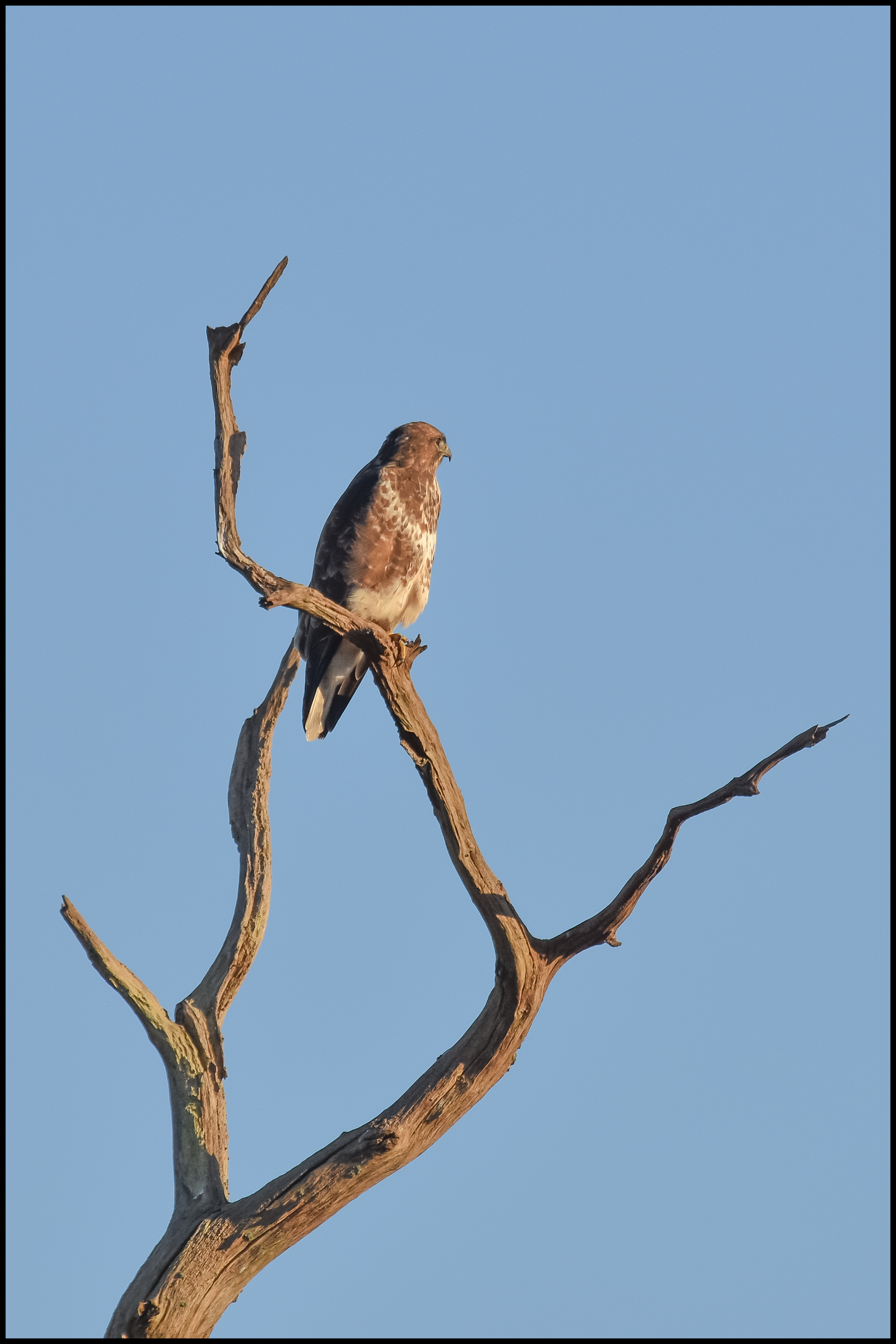 Photo of a buzzard on a bare branch