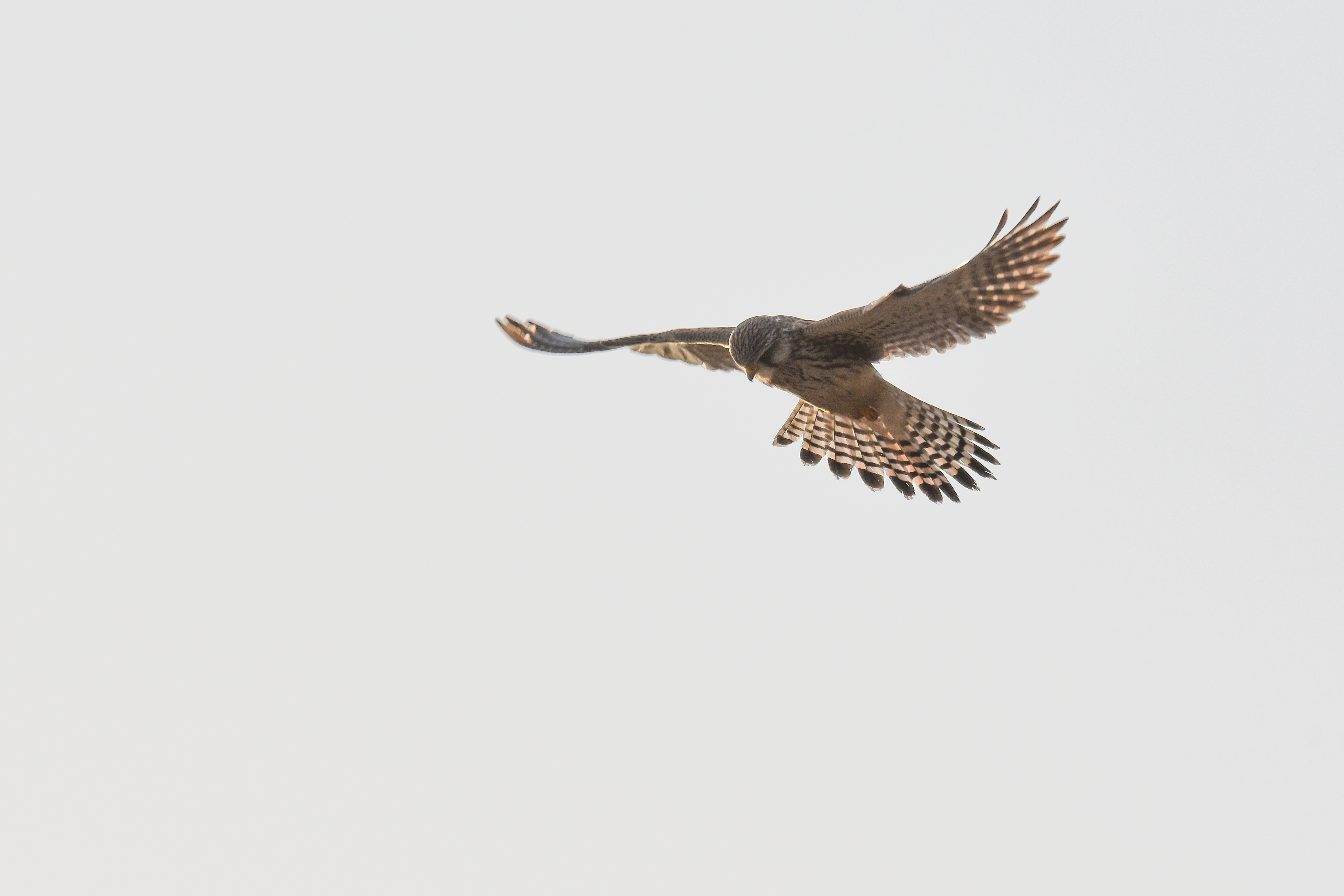 Photo of a hovering kestrel