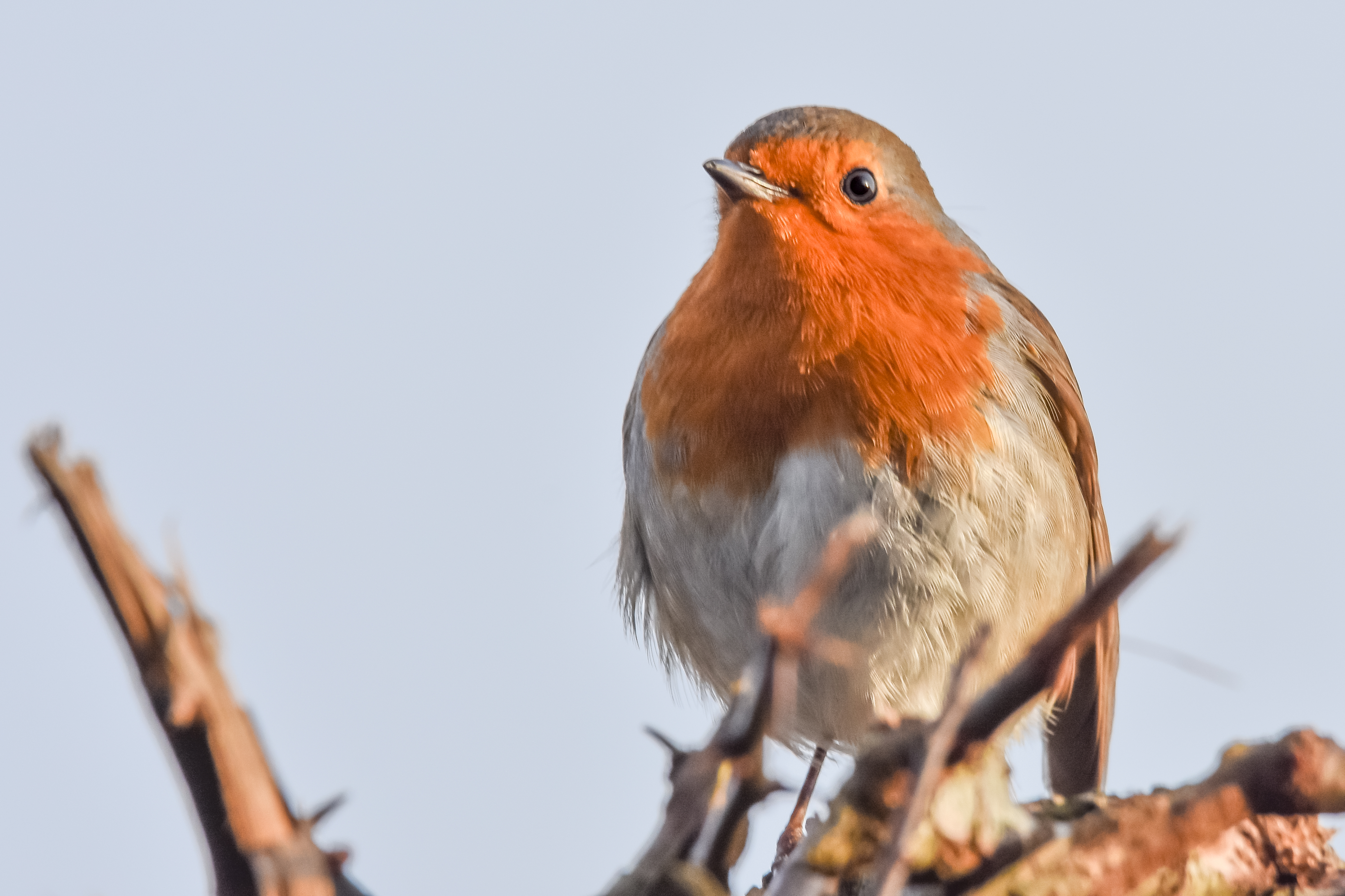 Photo of a robin