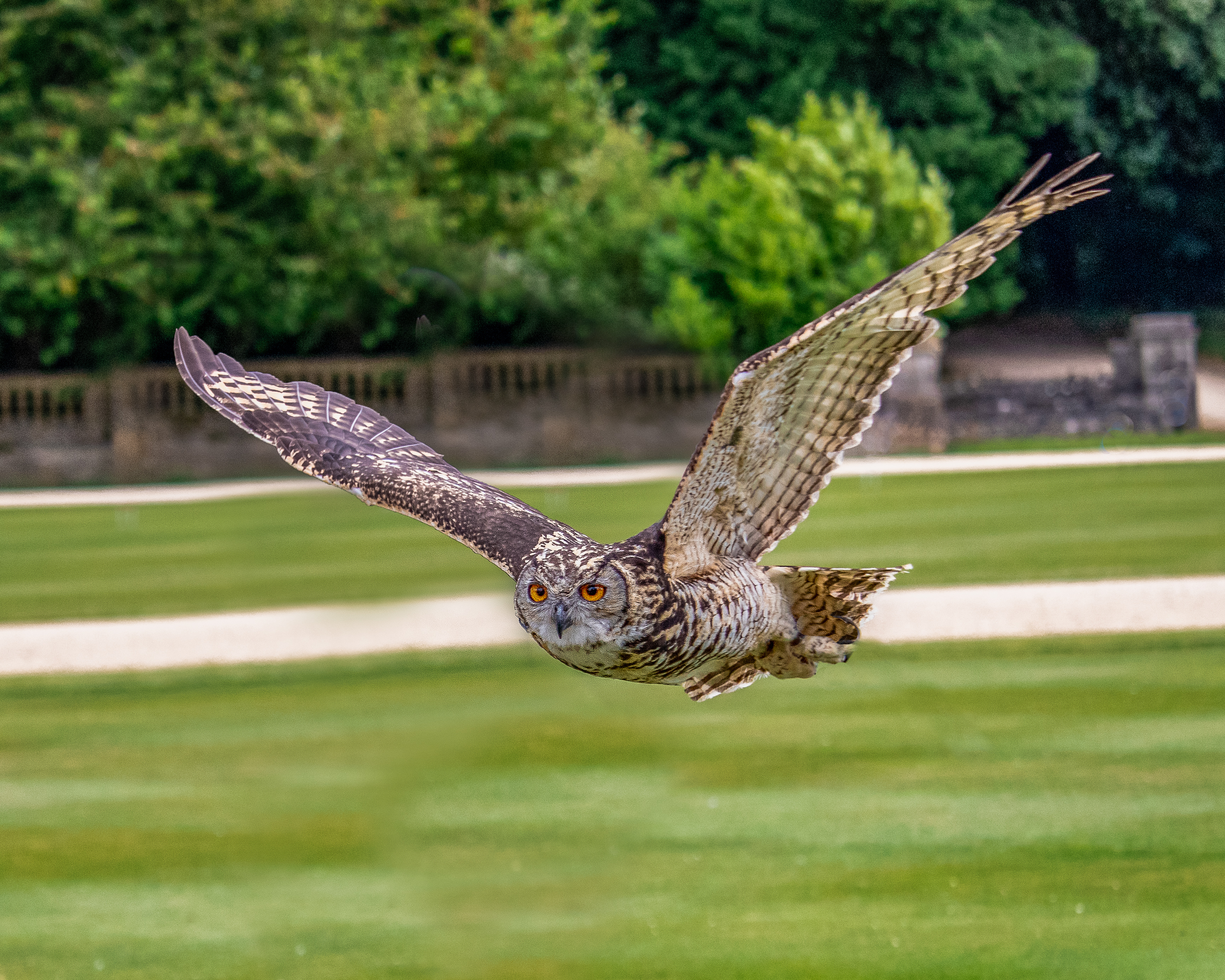 Photo of an eagle owl, flying