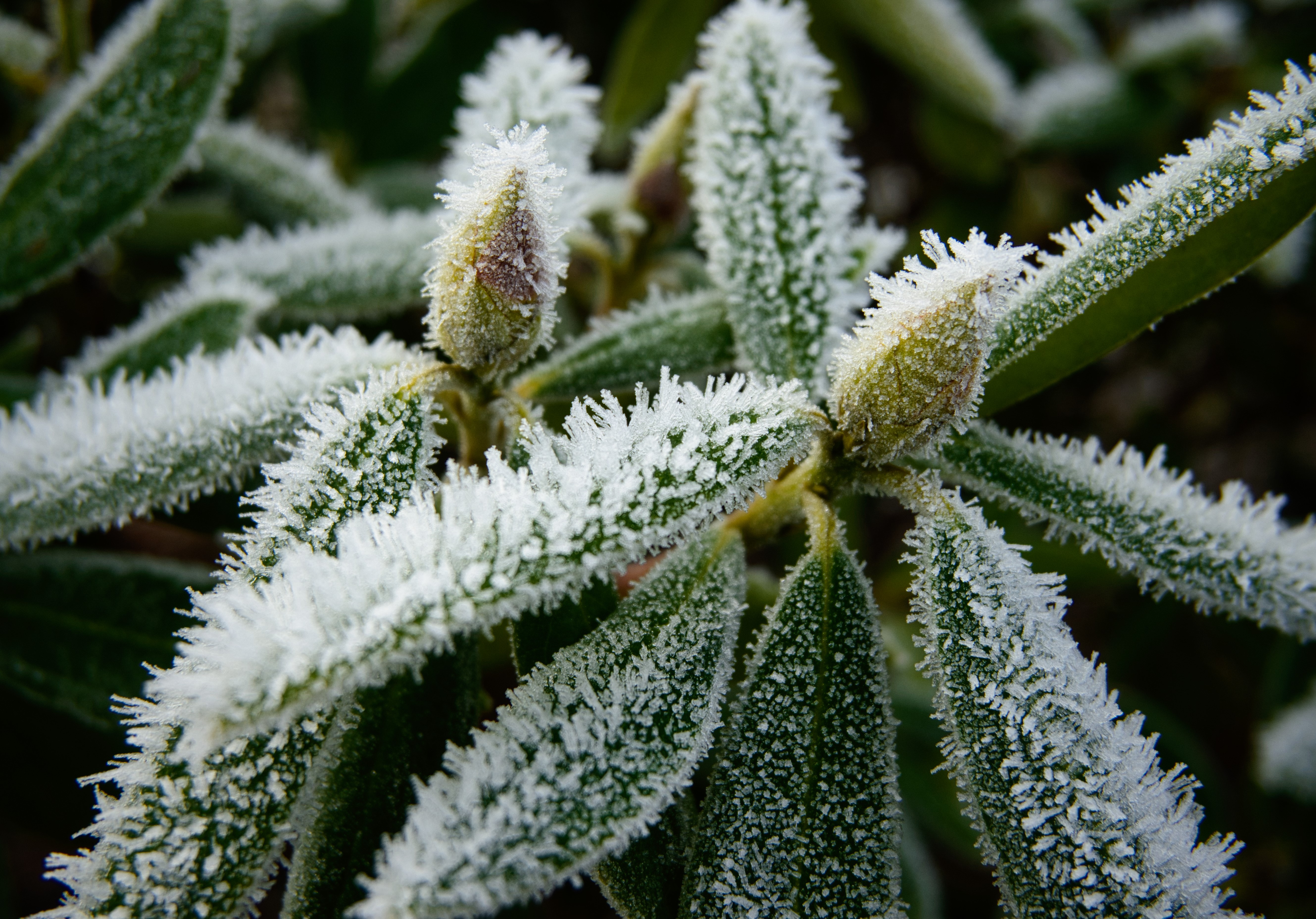 Photo of frost on flower buds