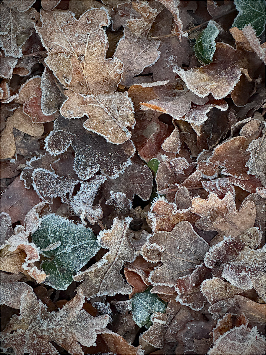 Photo of a frosty woodland floor