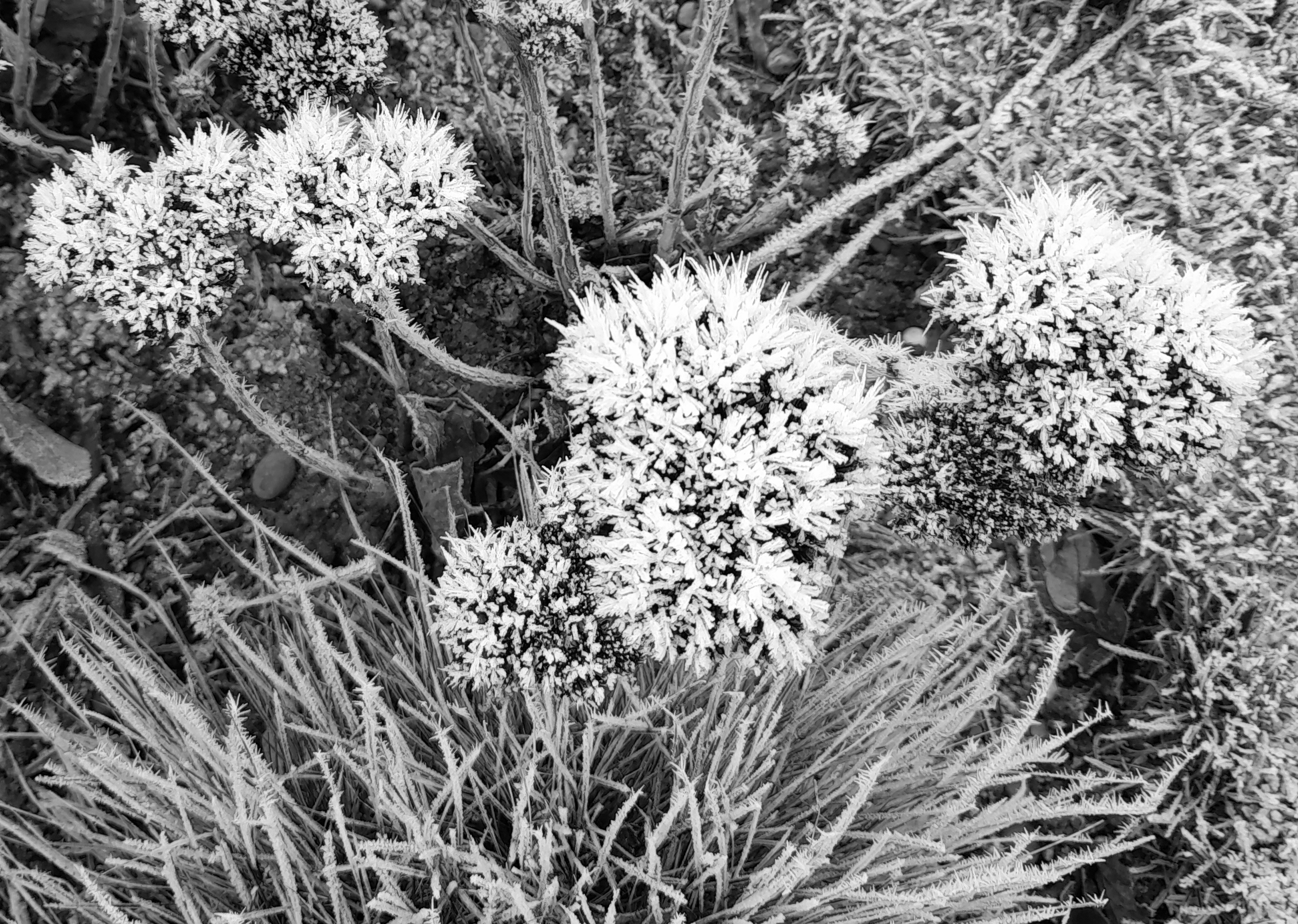 Photo of frosty sedum flowers