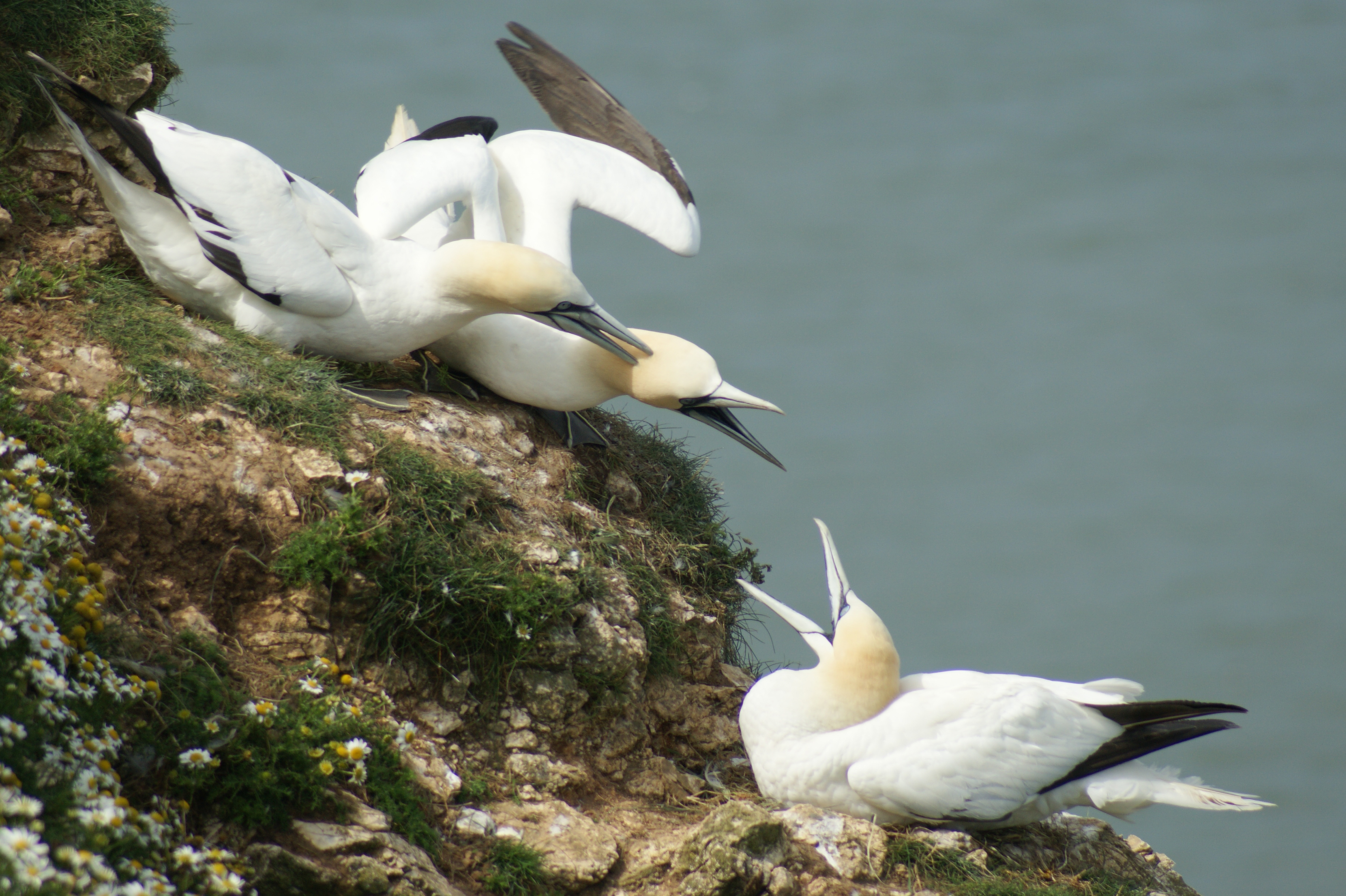 Photo of squabbling gannets