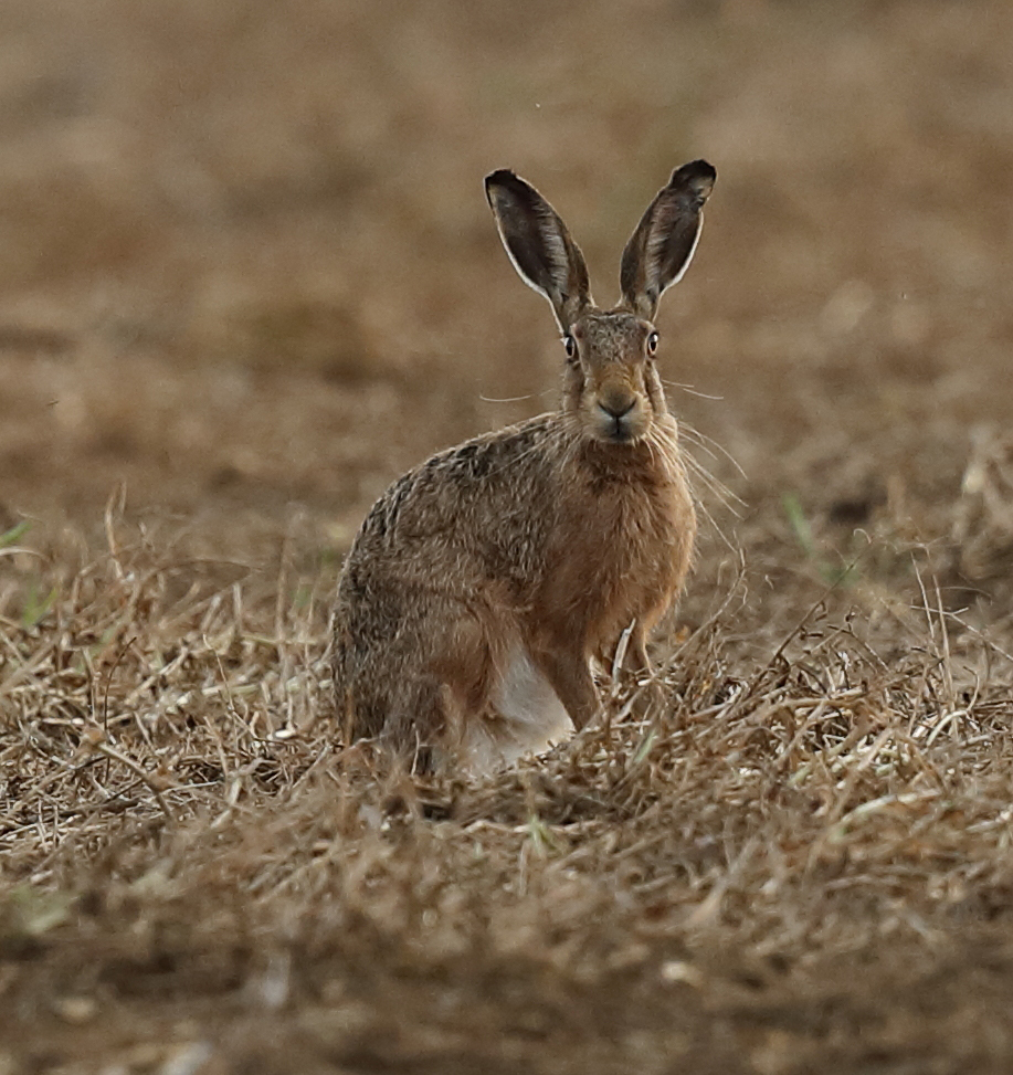 Photo of a hare in a harvested field