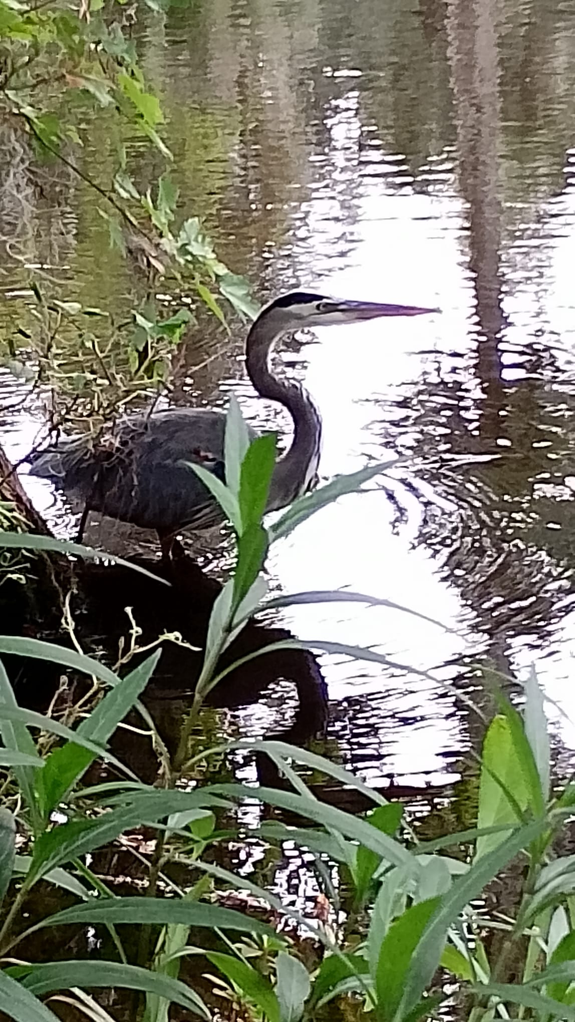 Photo of a heron stood in water