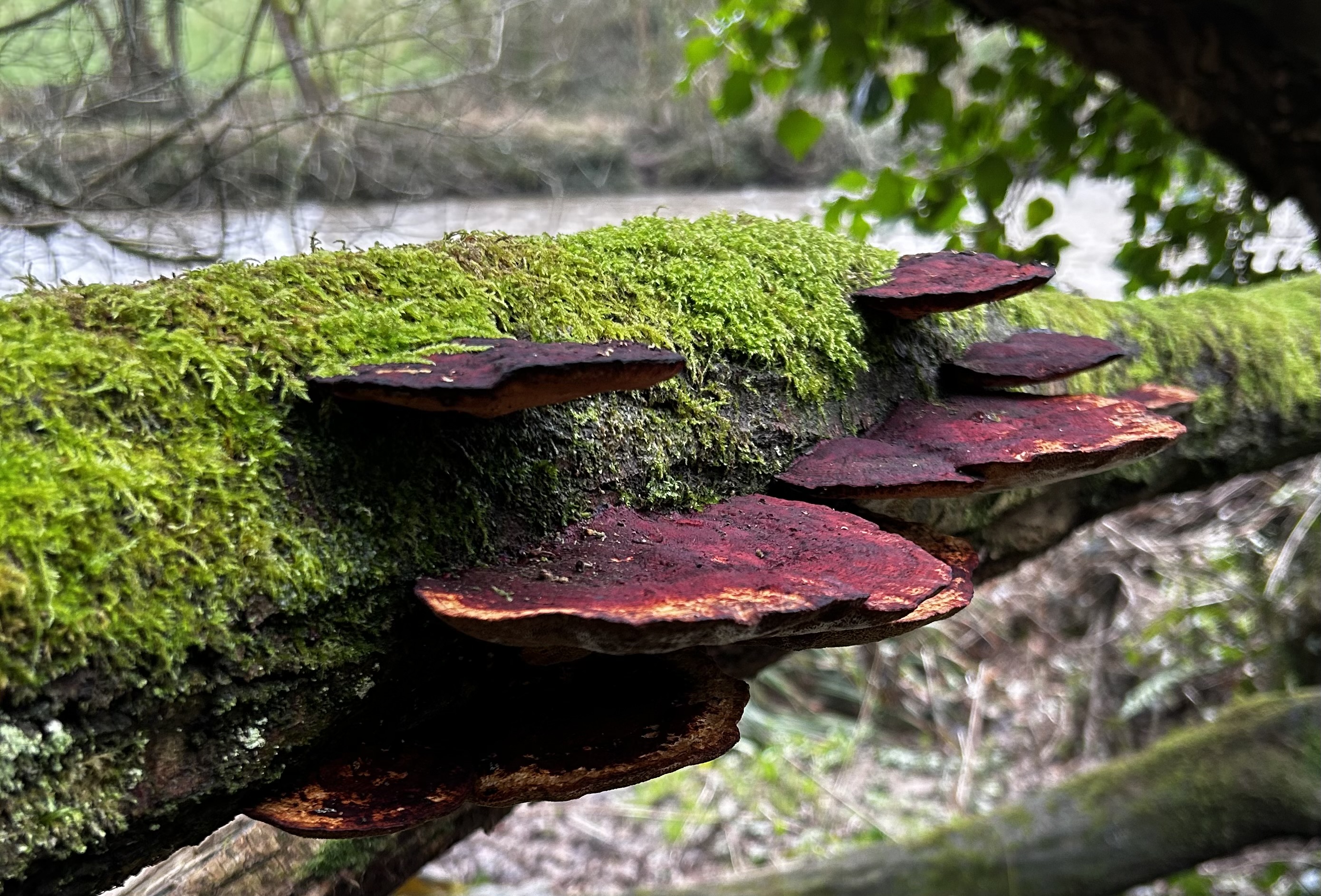 Photograph of fungi on a mossy branch