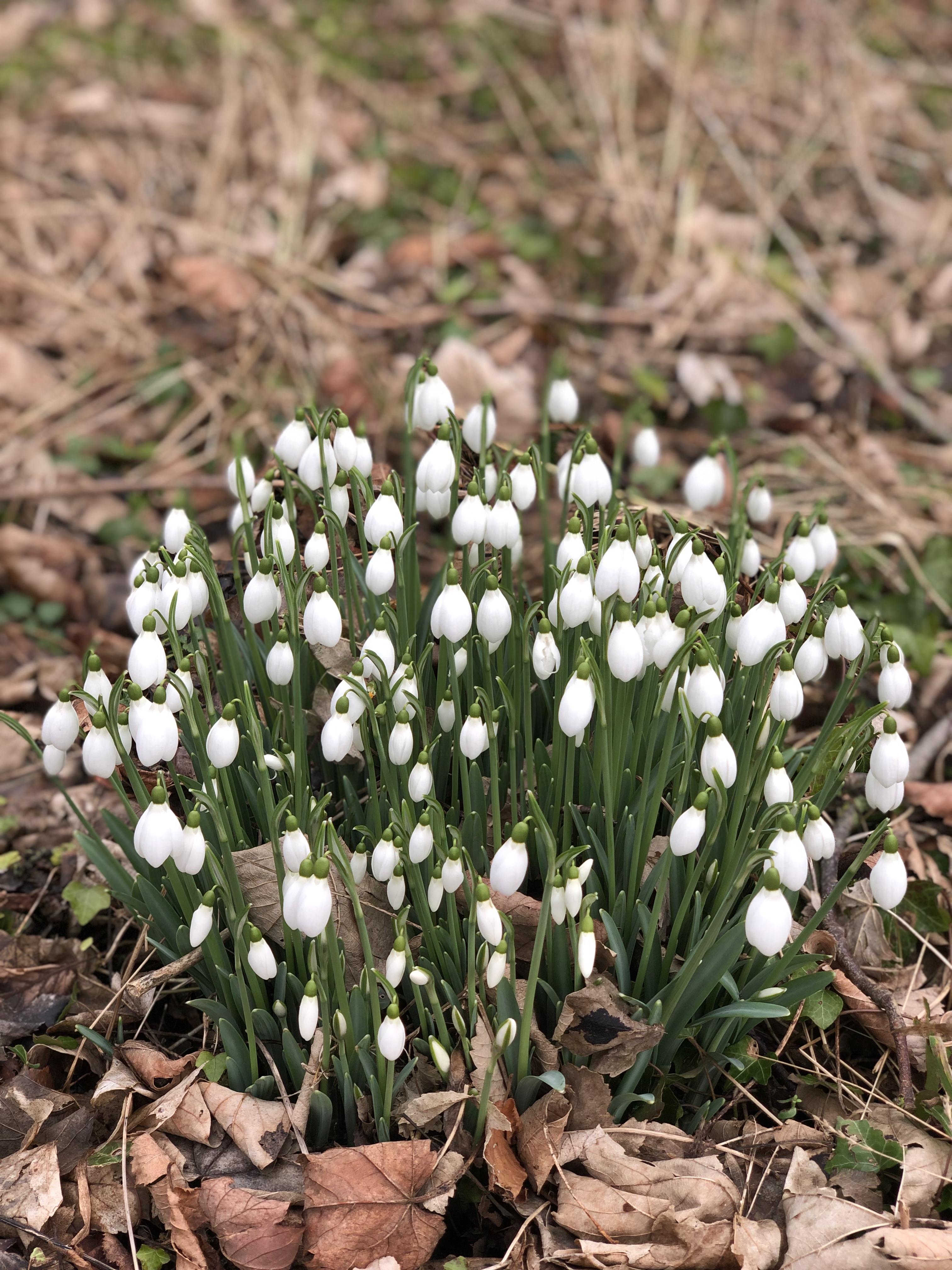 Photo of flowering snowdrops