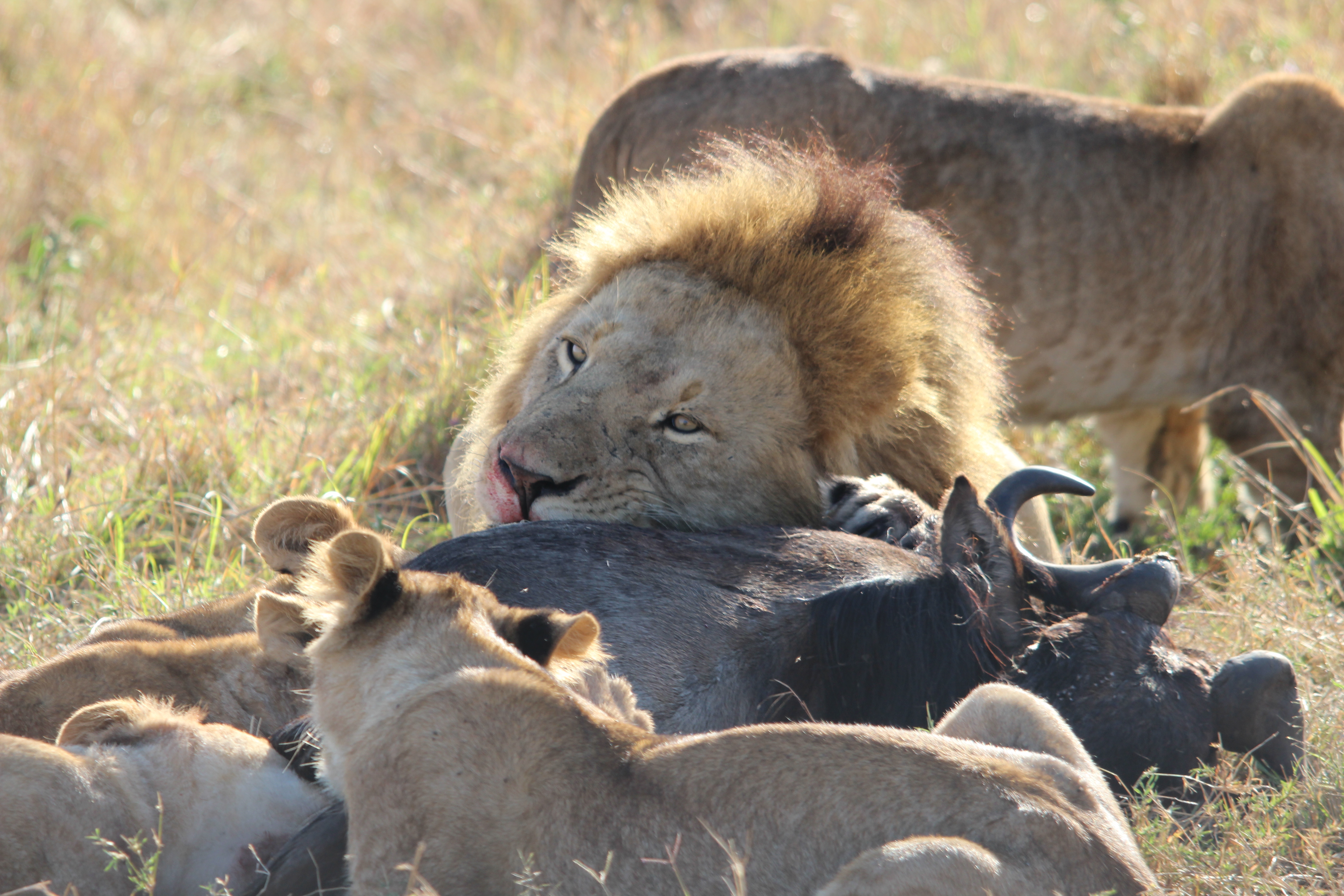 Photo of lions feeding on a recent kill