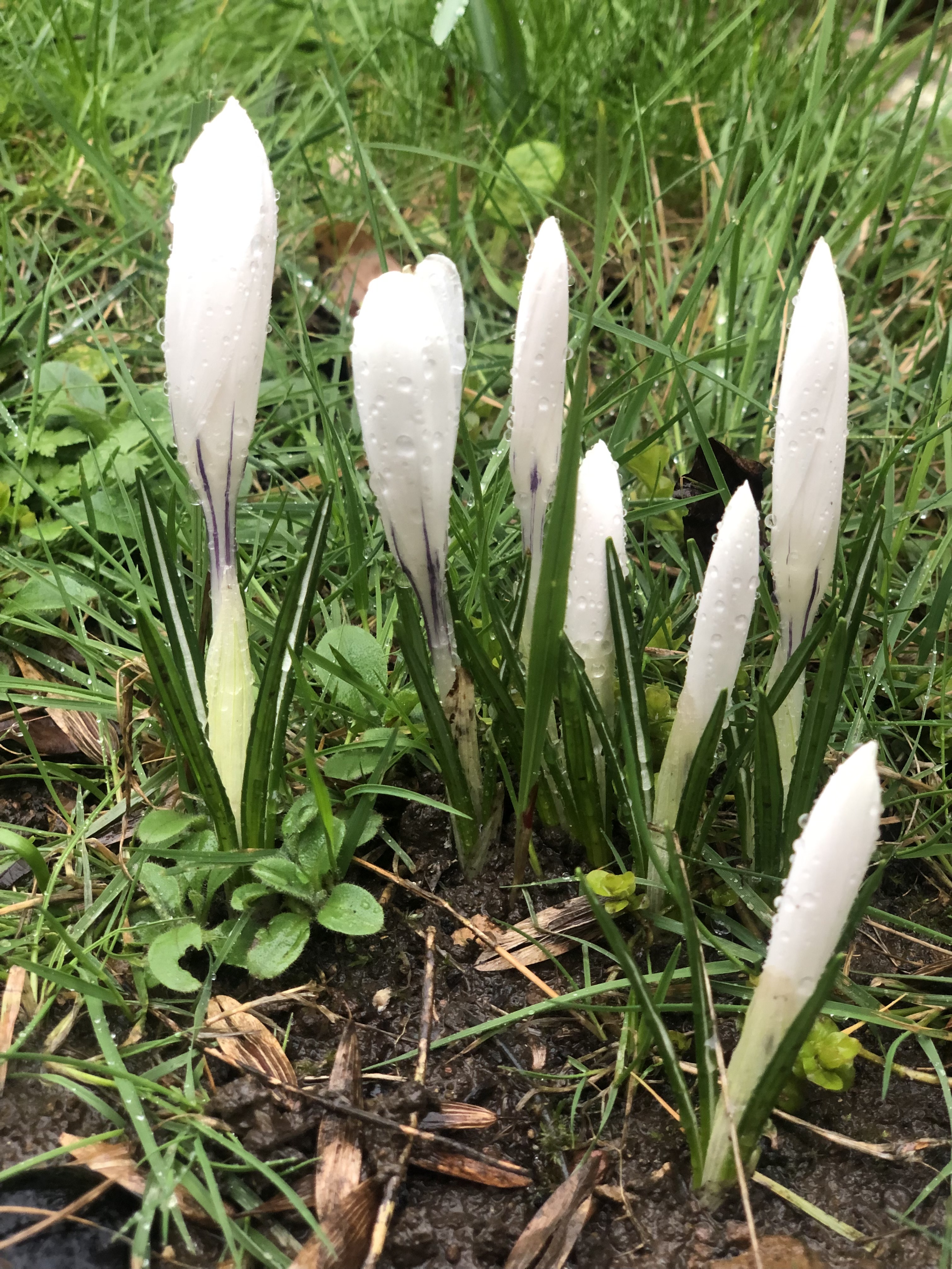 Photo of crocuses in bud