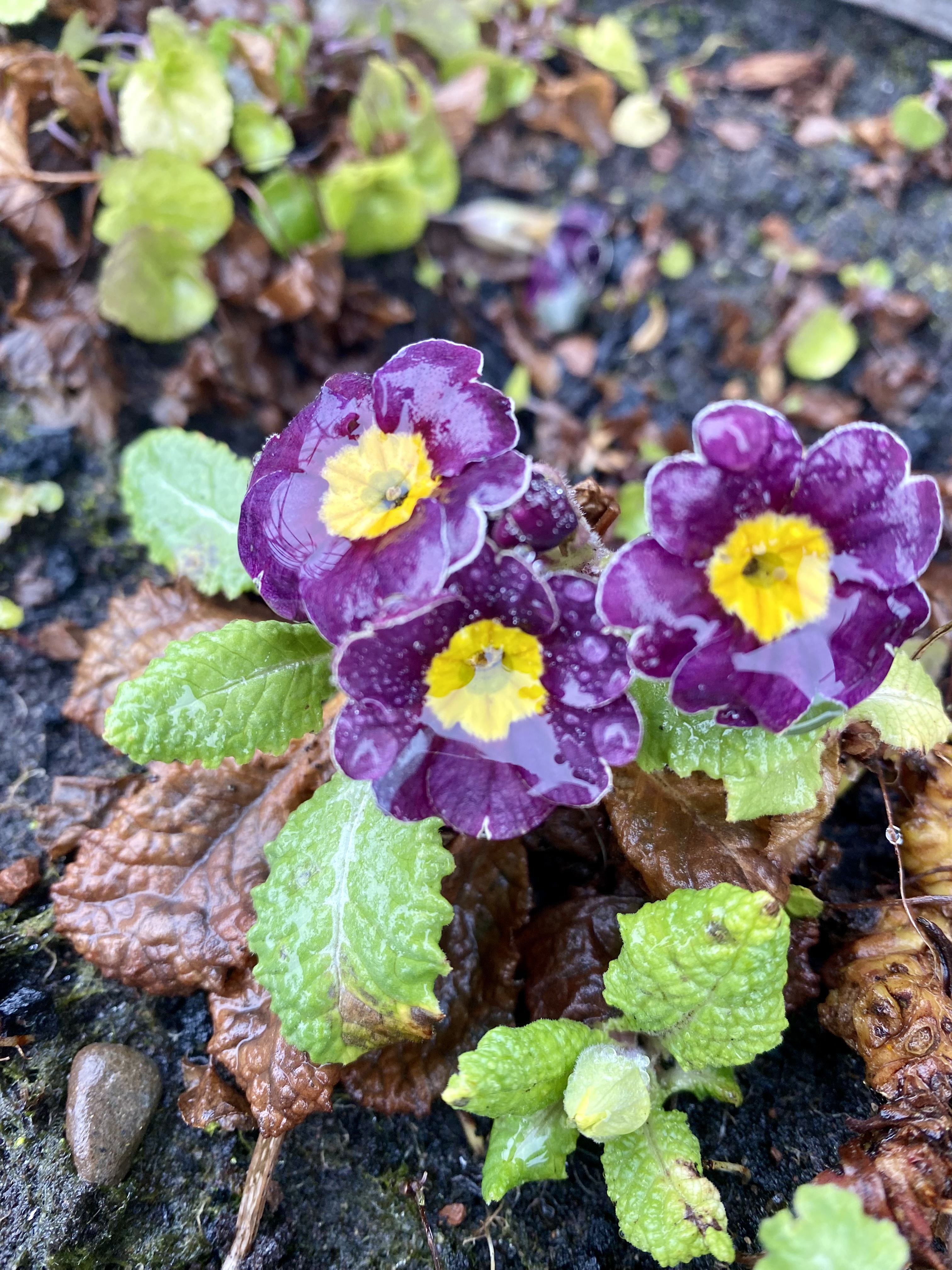 Photo of purple primroses