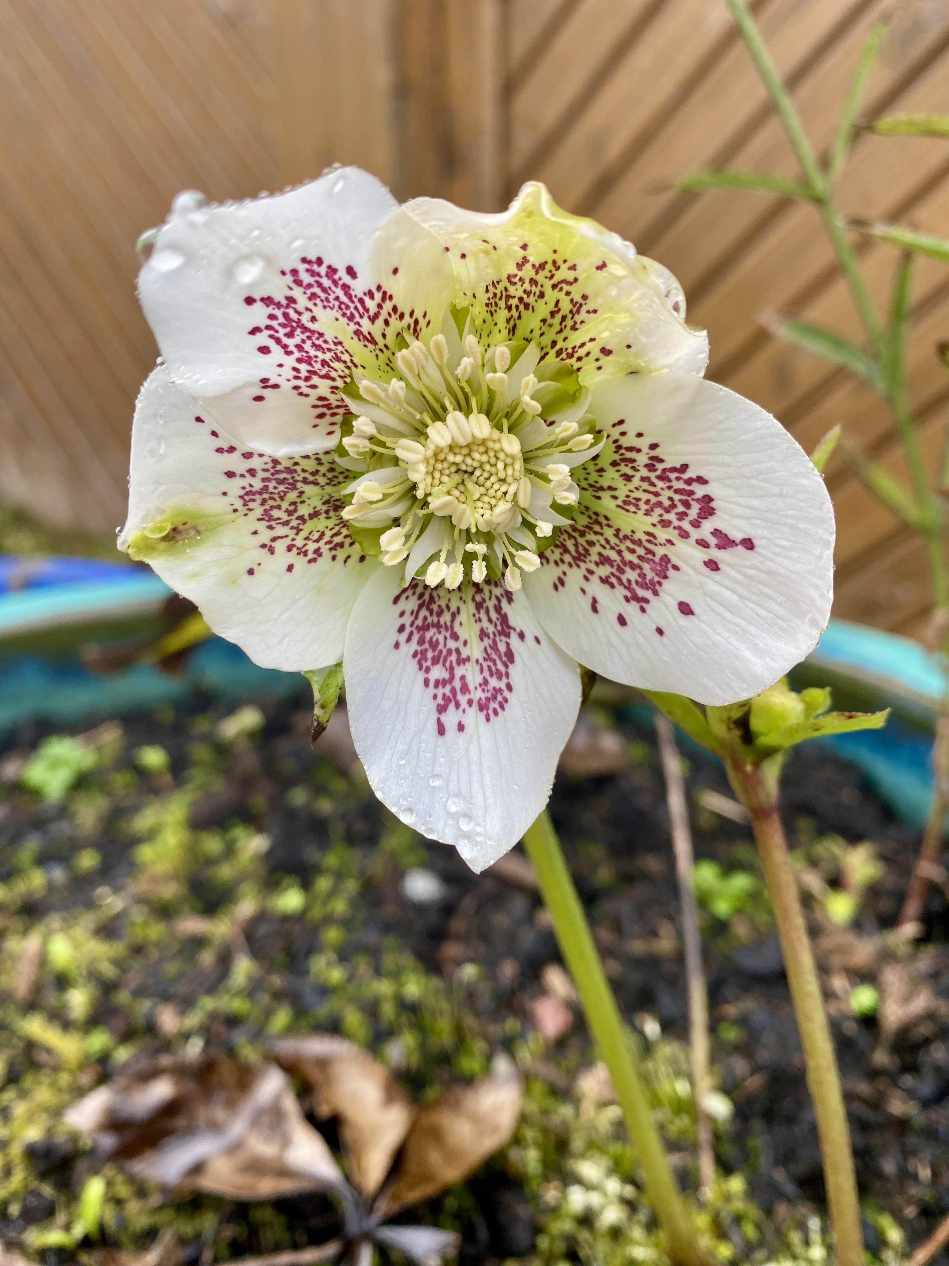 Photo of a hellebore