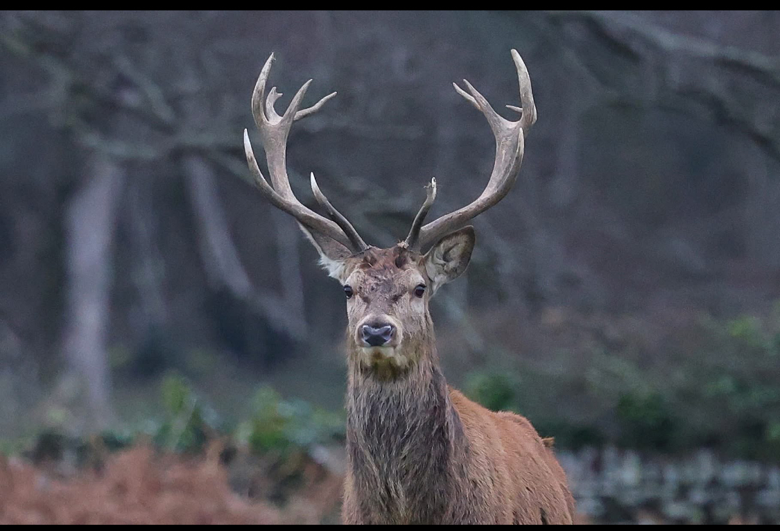 Photo of a red stag