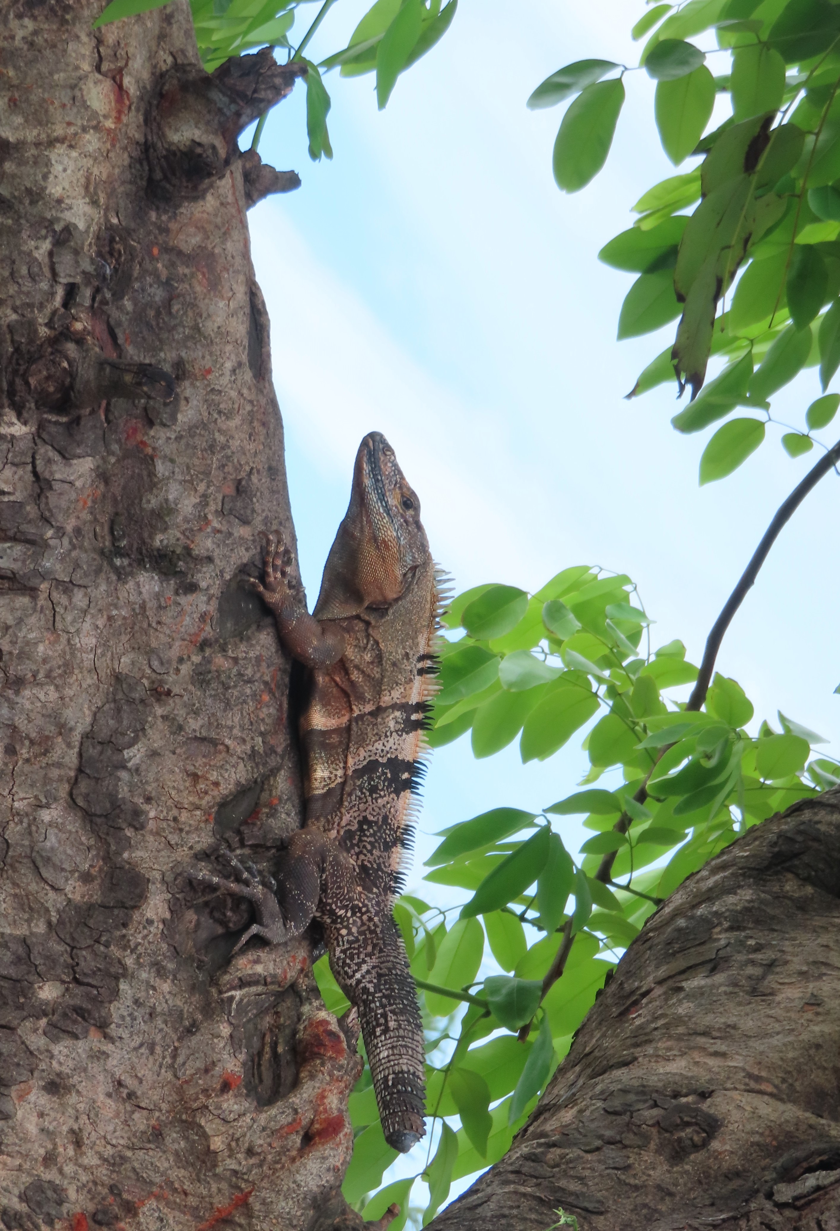 Photo of an iguana in a tree