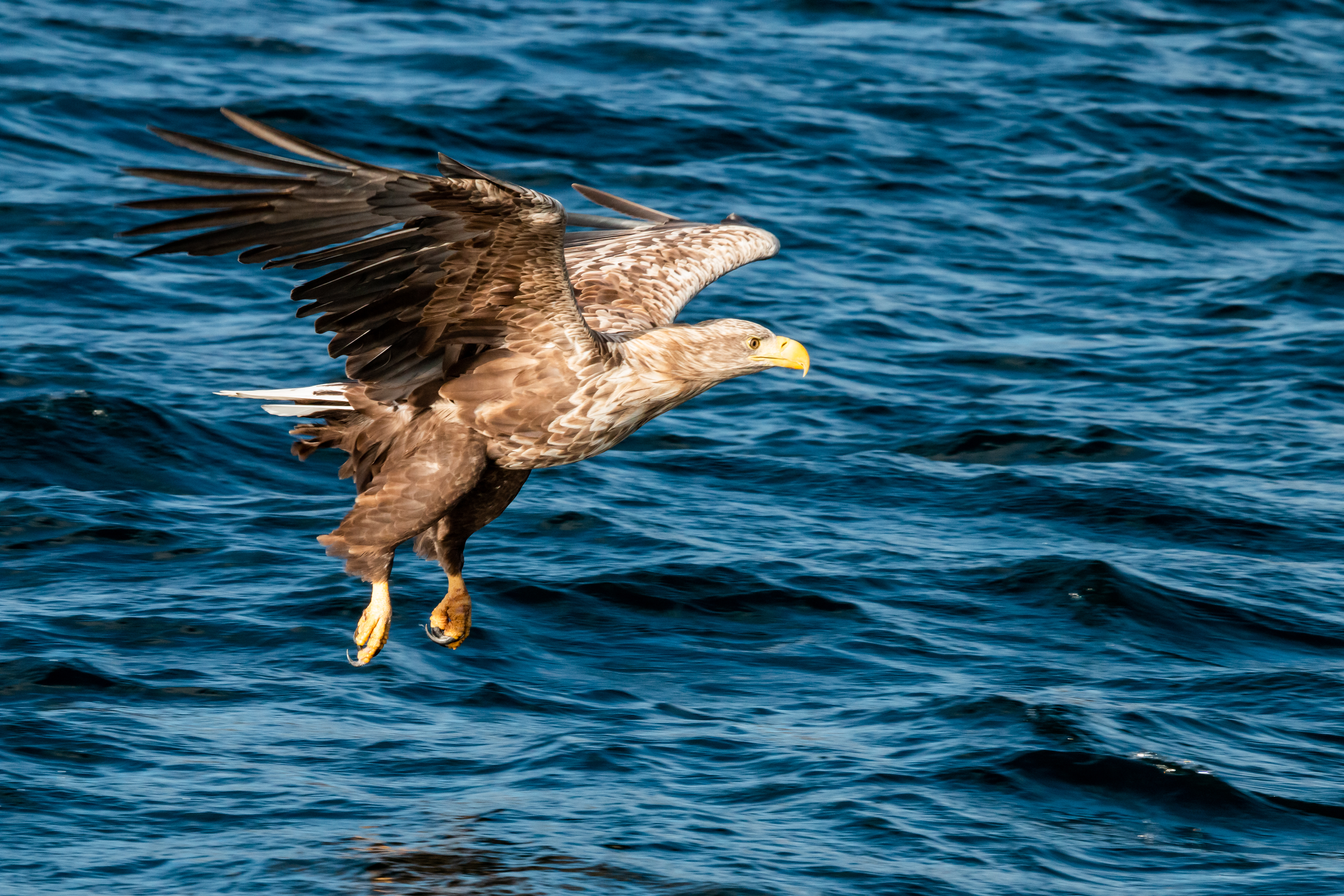 Photo of a sea eagle