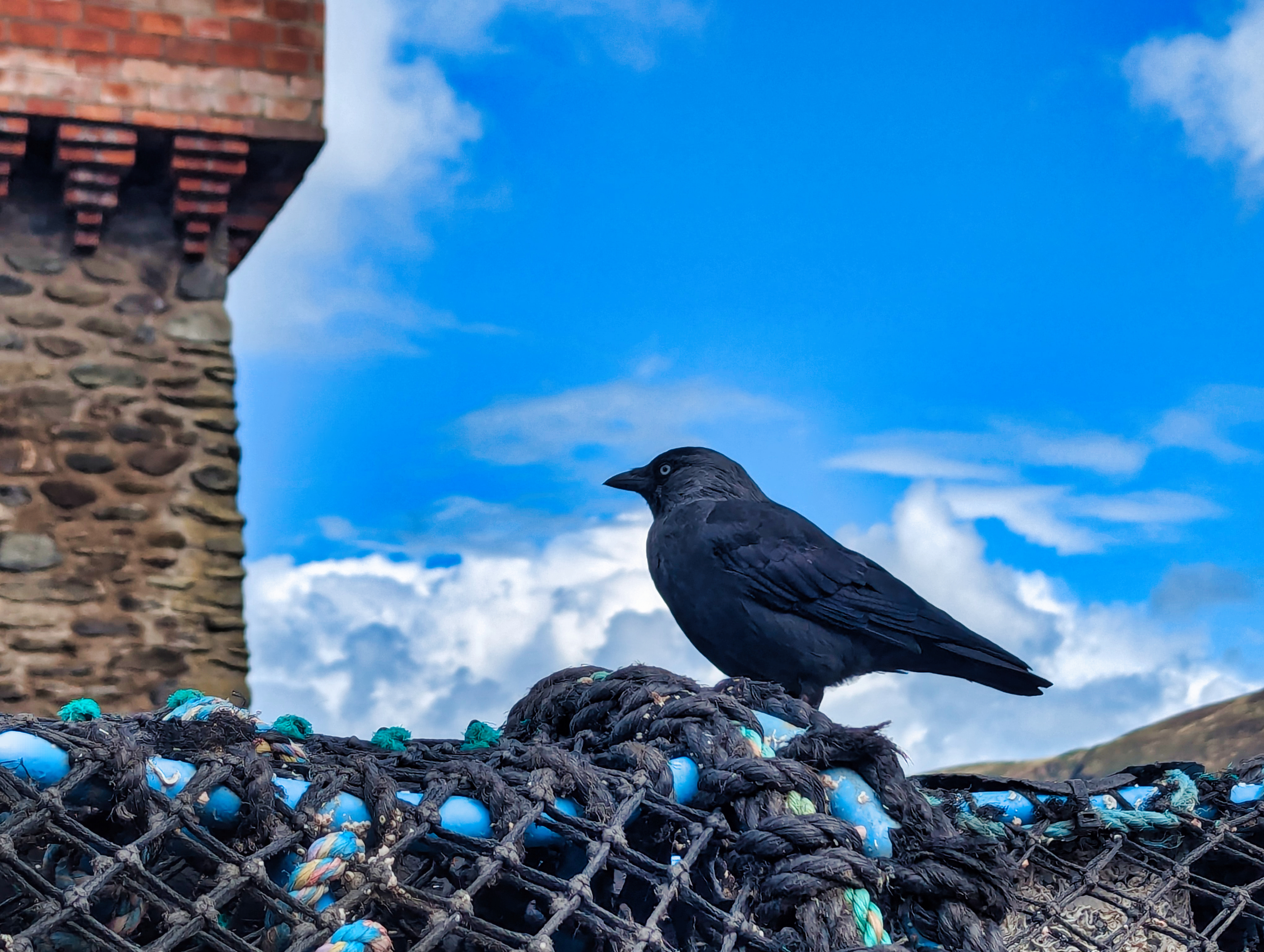 Photo of a jackdaw against a blue sky