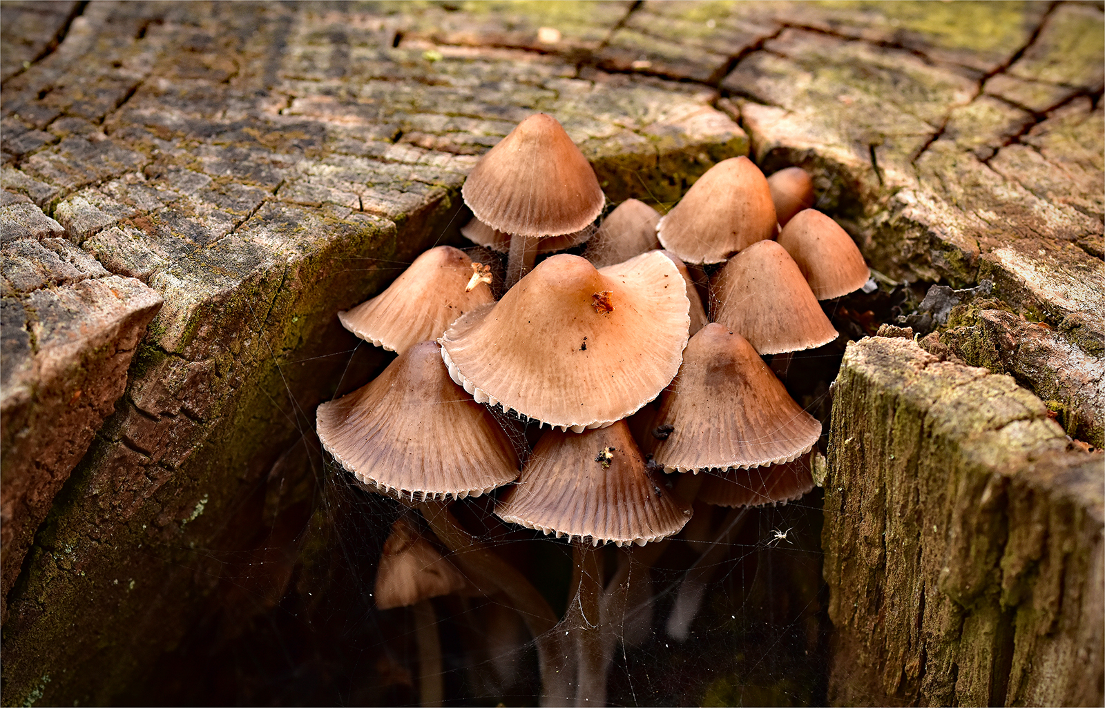 Photo of brown fungi