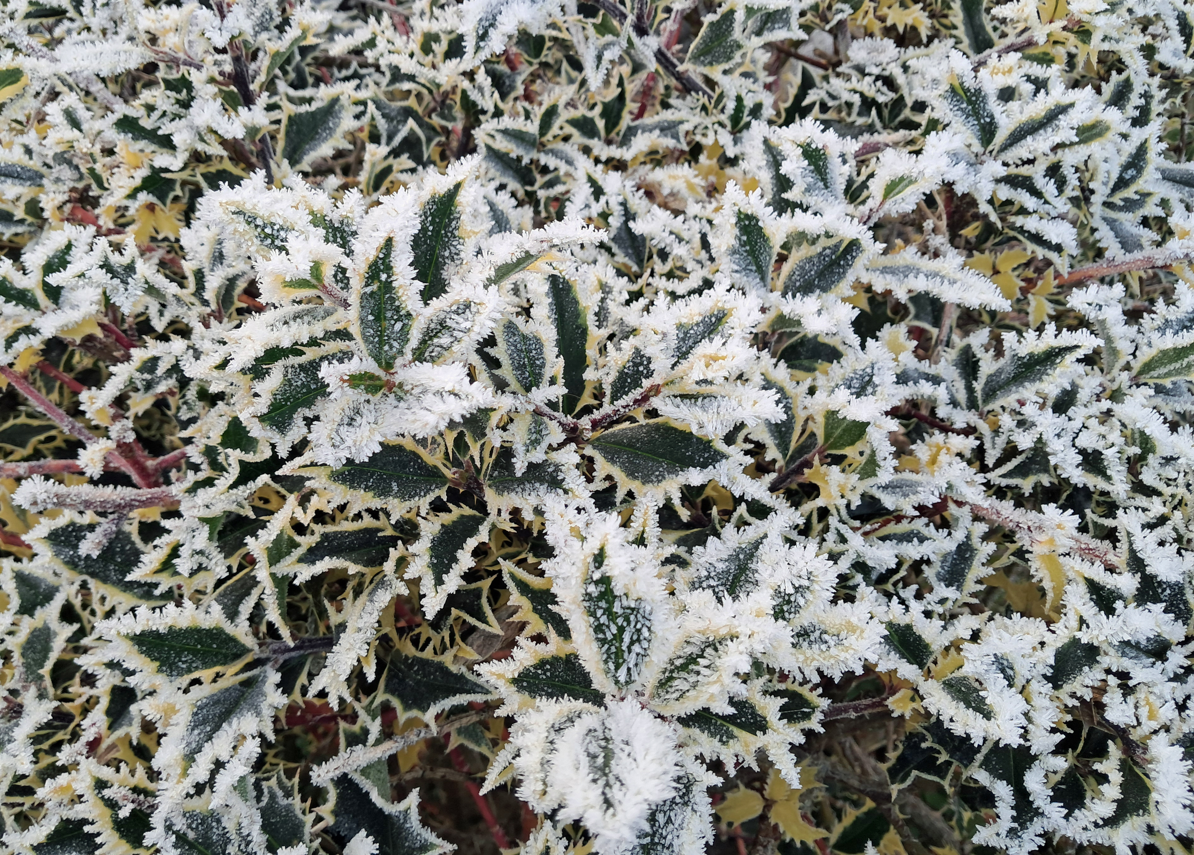 Photo of frost on holly leaves