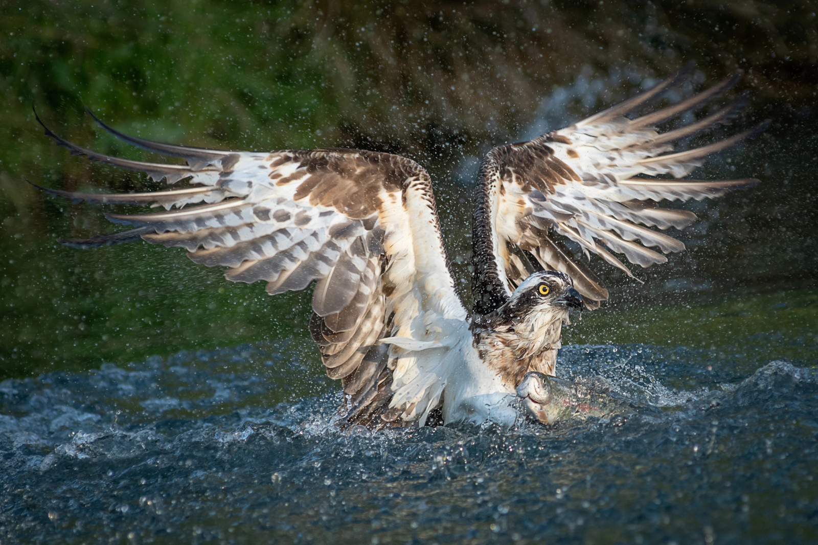 Osprey leaving the water with a trout