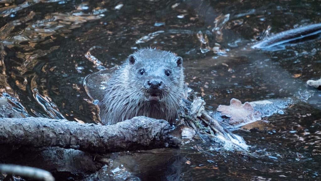 Photo of an otter